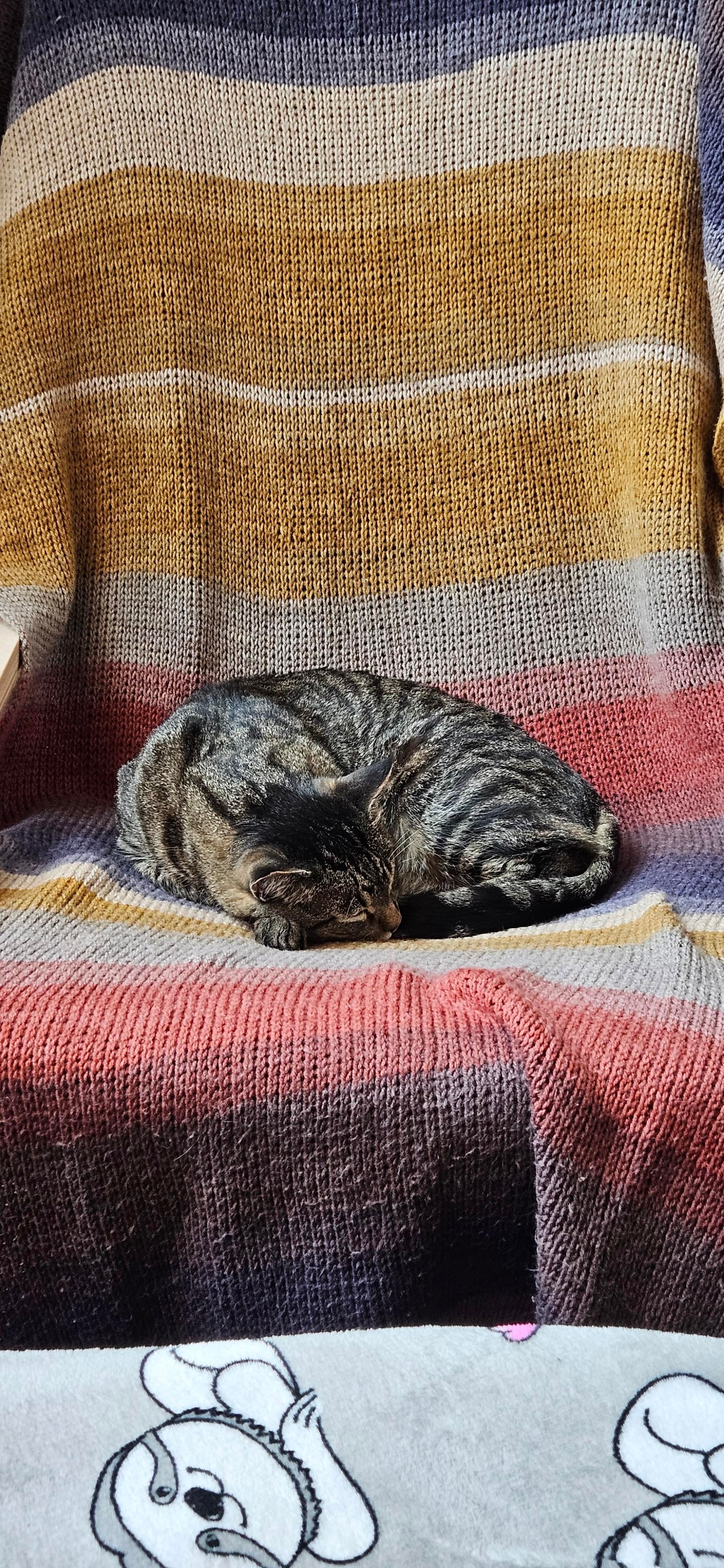 Momo laying curled up on a chair. The chair has a crochet blanket draped on it - the pattern is of wide alternating horizontal rectangles of blues, yellows, and reds. He is laying with his head resting on his feet, eyes closed.