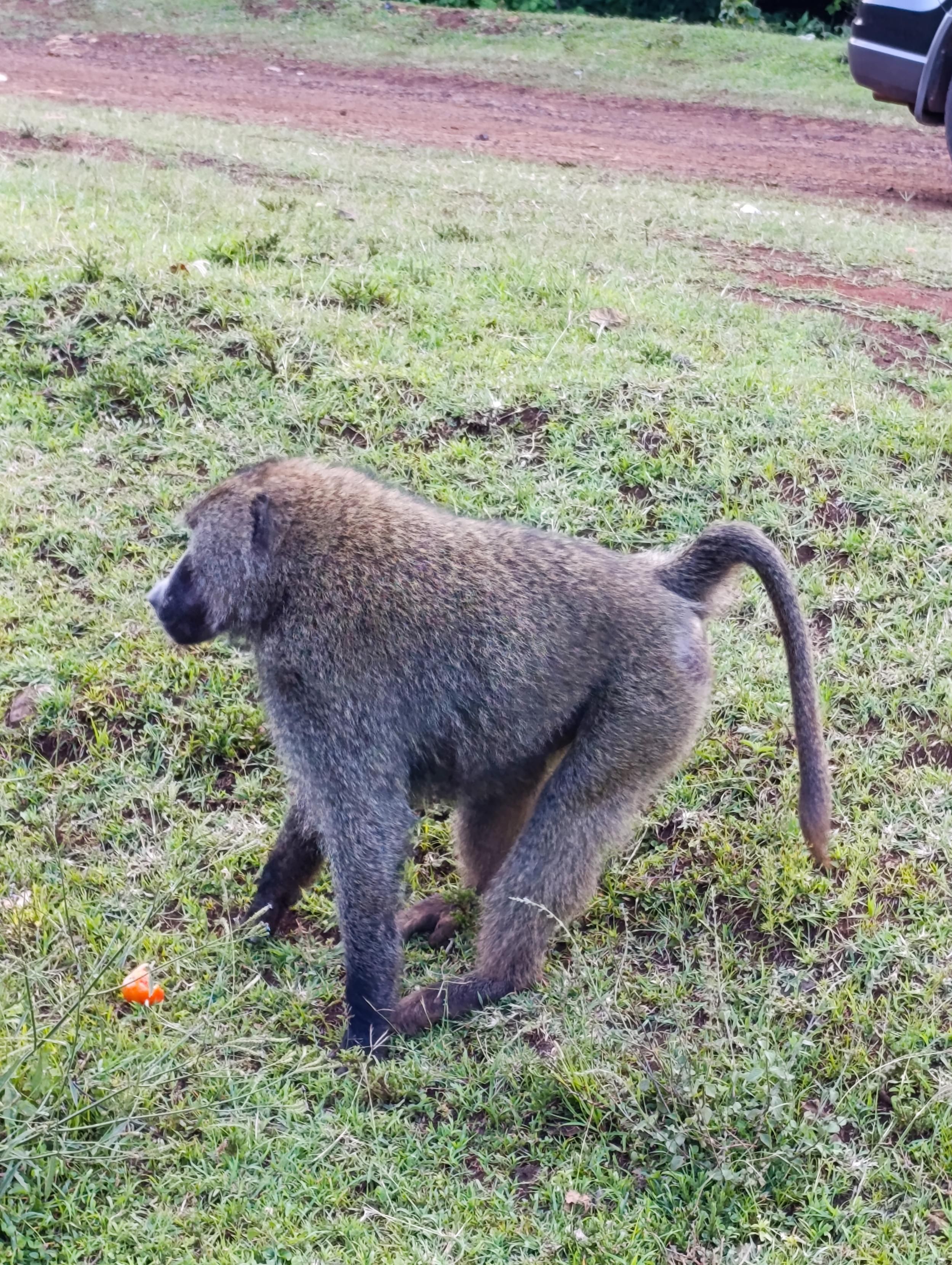 Baboon feeding on tomatoes along Meru Nanyuki road 