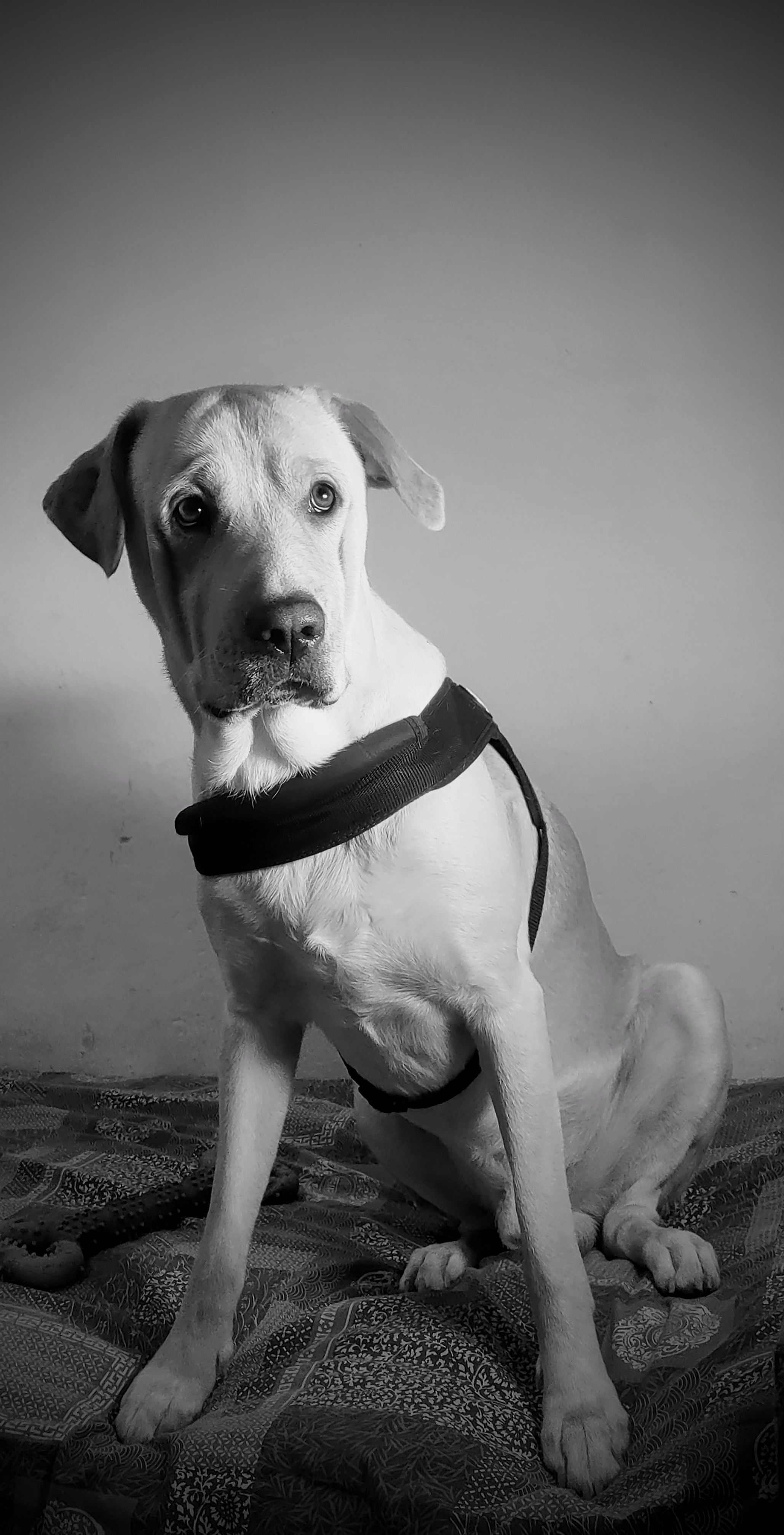L'immagine in bianco e nero mostra un cane seduto su una coperta decorata con motivi geometrici. Il cane indossa una pettorina e ha un'espressione attenta e curiosa, con le orecchie rilassate e lo sguardo fisso verso la fotocamera. La postura è composta, con le zampe anteriori appoggiate davanti a sé. Lo sfondo è semplice e sfocato, mettendo in risalto il soggetto principale. Sul letto si intravede un giocattolo a forma di osso