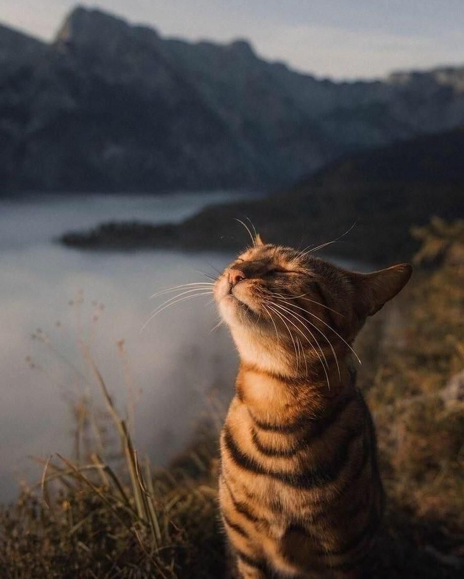 A tabby cat, with fur of white under the chin and on their cheeks, of beige and black horizontal stripes, standing on a mountain slope, surrounded by high grass and low plants, of green and brown, before a valley covered by thick clouds, with rocky mountain tops in the background, before an evening or dawn sky. The cat is sitting on their back in the grass, with their forelegs running down their body and laying on the ground, which is out of the frame, and their neck streched upwards, and their head too, enjoying the warm light of the setting or rising sun, the sounds and smells of nature we can imagine around them, with their eyes closed, their ears a bit perked upright, their white, long whiskers brooping a bit.