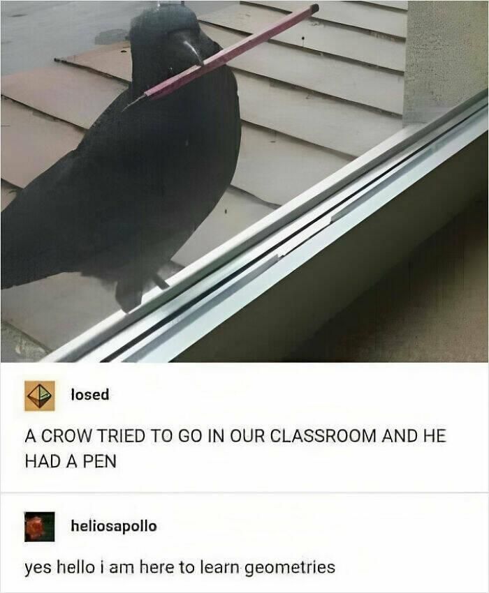 meme of a crow at the classroom window holding a pen, captioned, "a crow tried to go in our classroom and he had a pen" and crow replies "yes hello I am here to learn geometry"