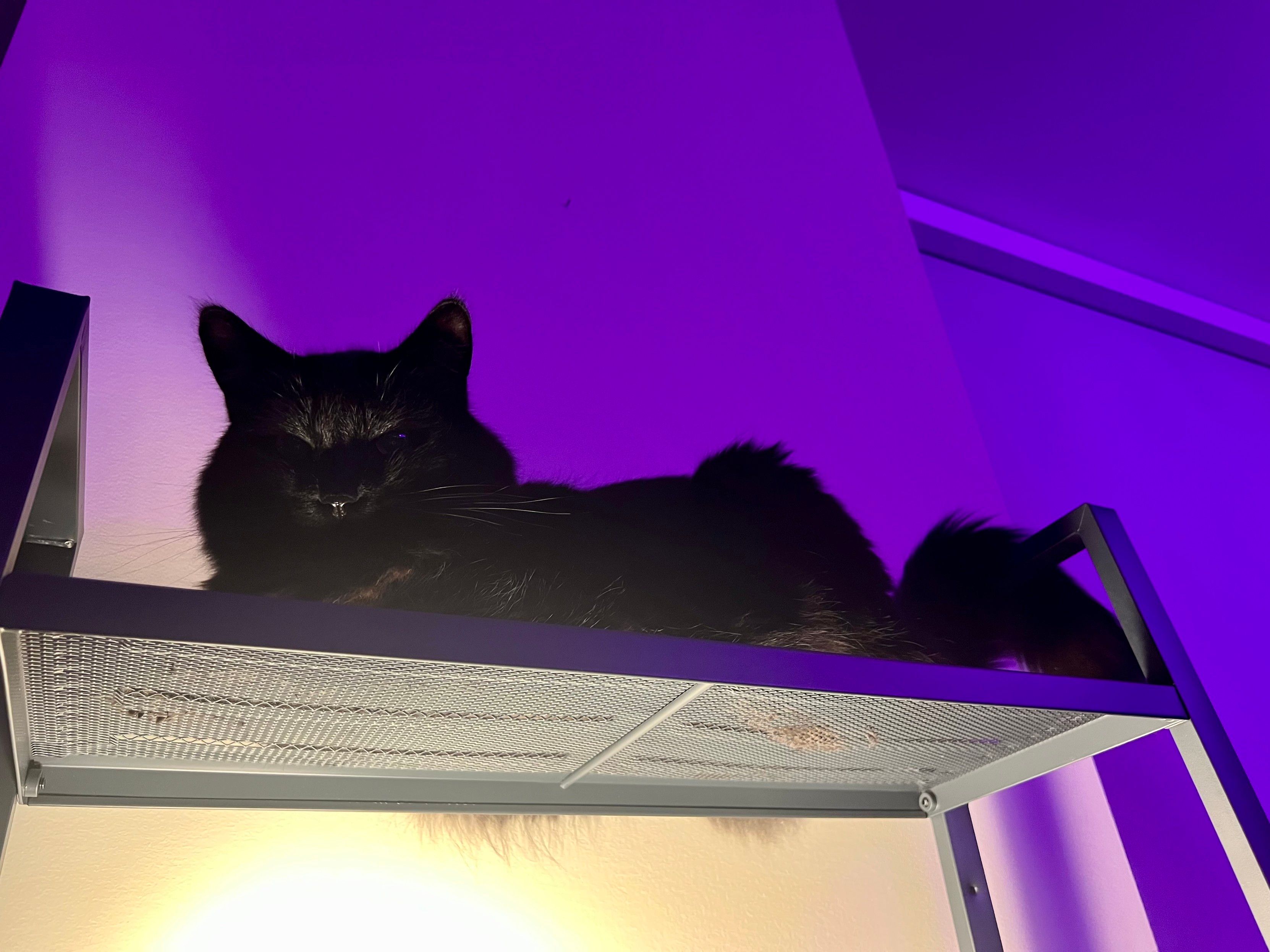 Fluffy black cat sitting on the top shelf of a metal shelving unit. There's white light coming from below, and you can see some fur peaking through the mesh and behind the shelf. The tail is hanging over the rail on one side. There's purple light coming from off camera. The cat's eyes aren't visible and his nose is really reflective 