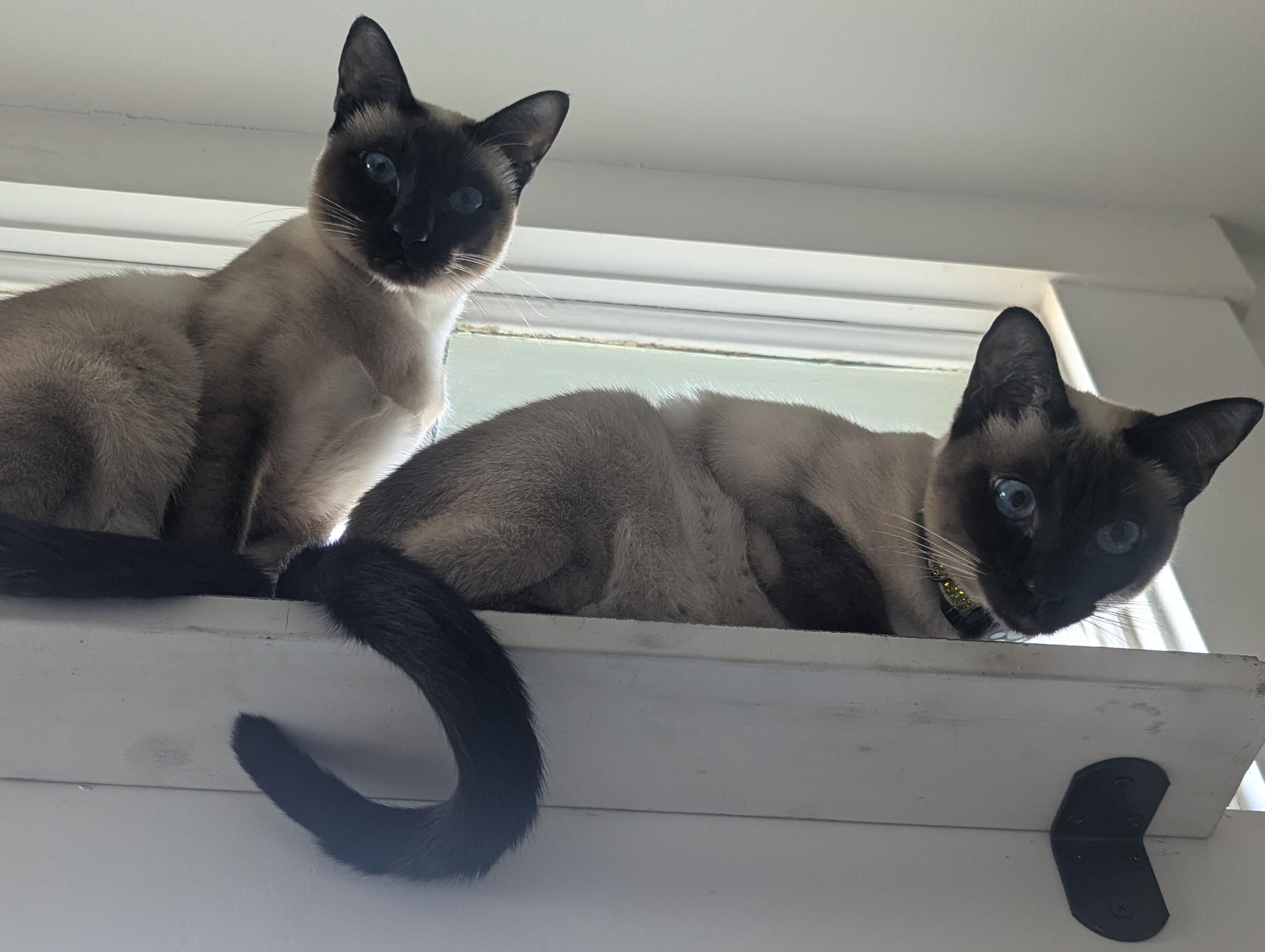 Two Siamese cats perched on a high transom shelf above a doorway, looking down in a predatory fashion 