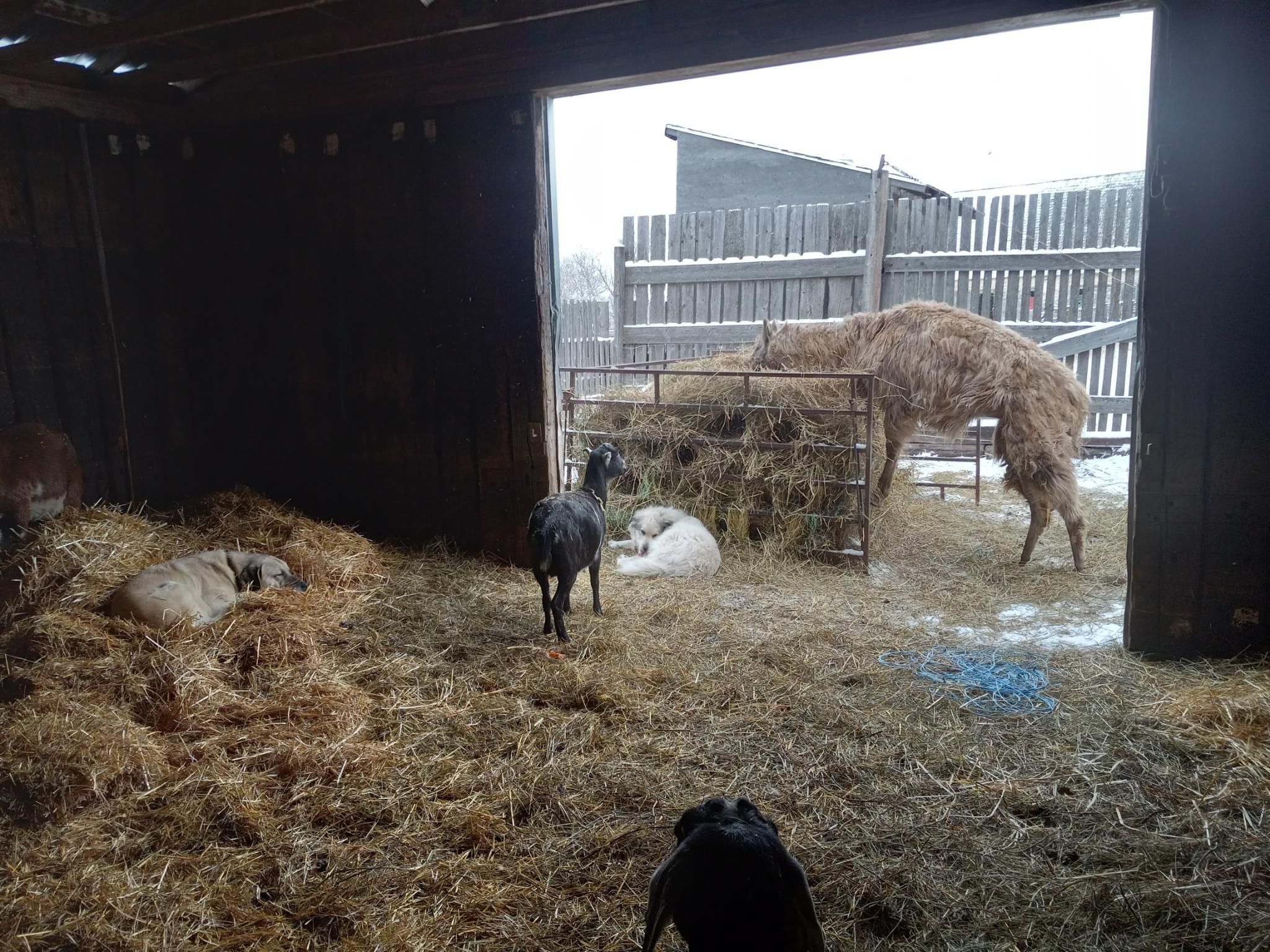 A view from inside a large, open barn.  In the large doorway you can see a llama who has his front legs on the bottom rung of a hay-rack, and he's leaning way into the middle of the hay pile to eat.  There's a fluffy white dog curled up at the base of the hay-rack, oblivious to the snow falling on her, a small black goat walking towards her, and a very very comfortable-looking yellow dog curled up on a fluffy straw pile in the corner of the barn.