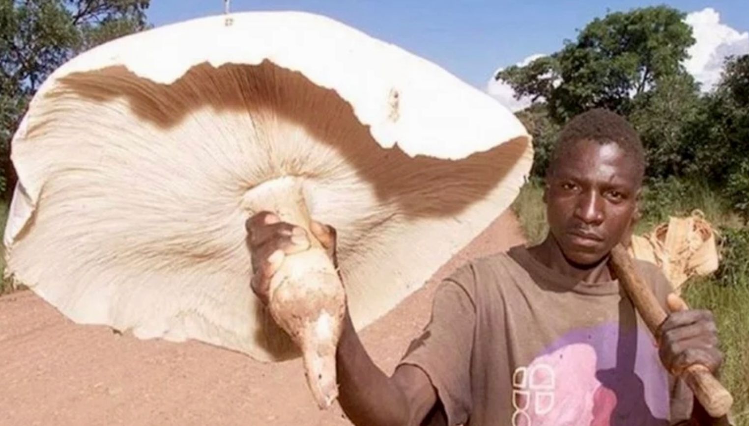 A man holding a huge mushroom about the size of a small parasol. He also has an ax, possibly to harvest the large mushrooms. 