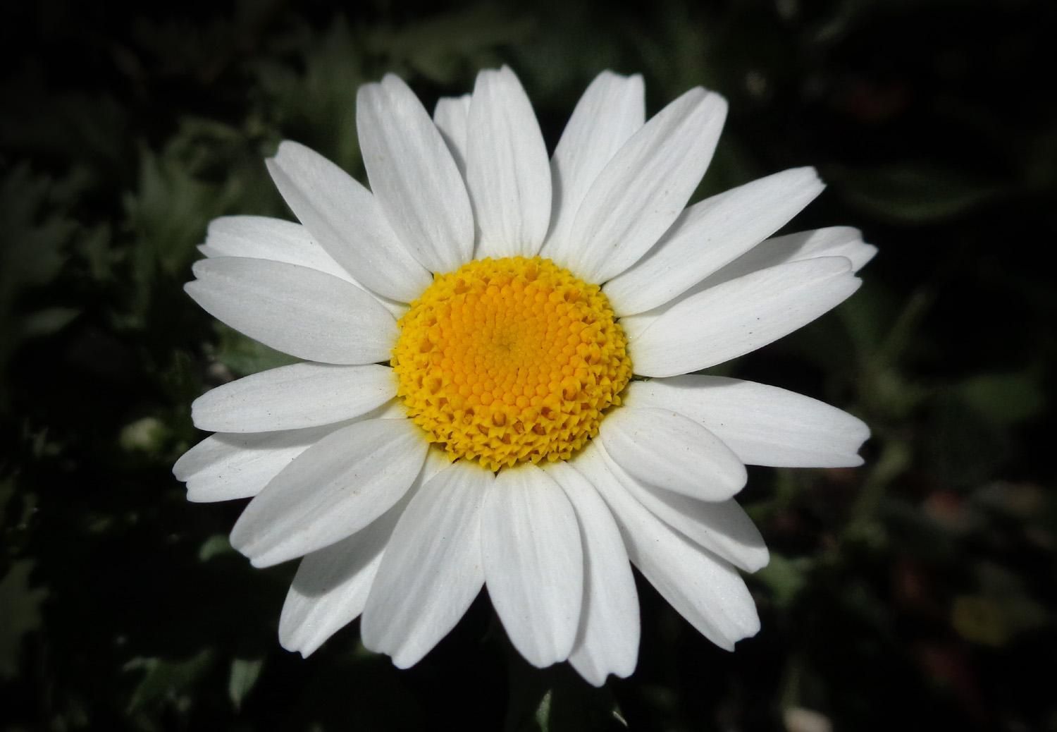 A daisy flower in the sunlight (C)P.Gamble Photography