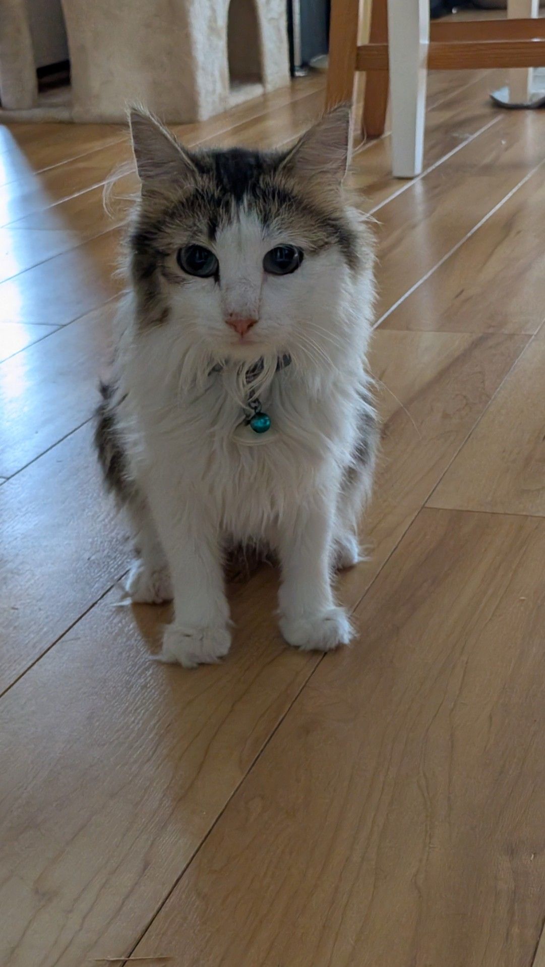 Norwegian forest cat kitten sitting on a wooden floor looking at the camera