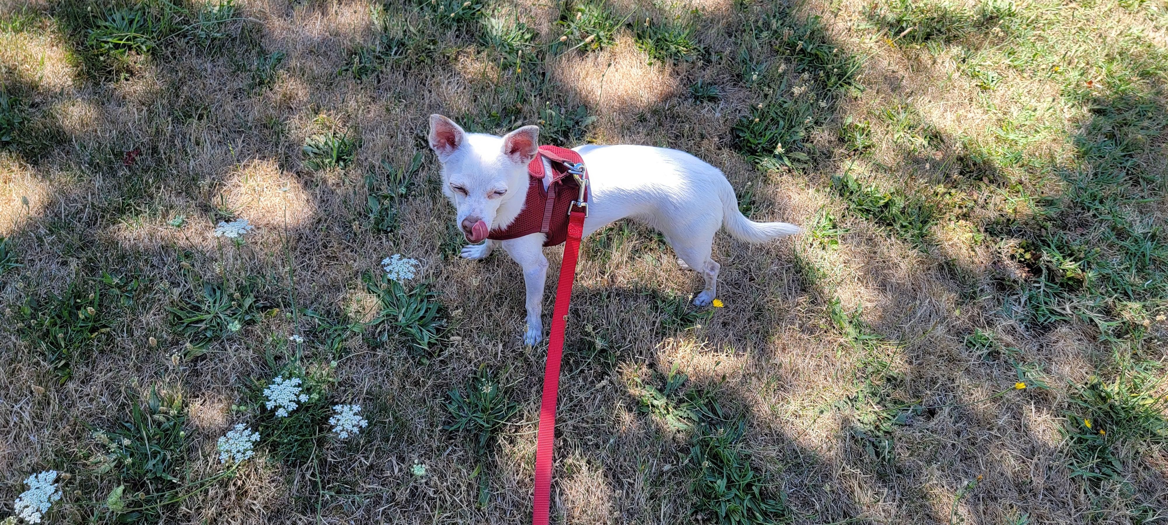 White chihuahua with apricot highlights hanging out in the shade waiting for her pal to finish his business