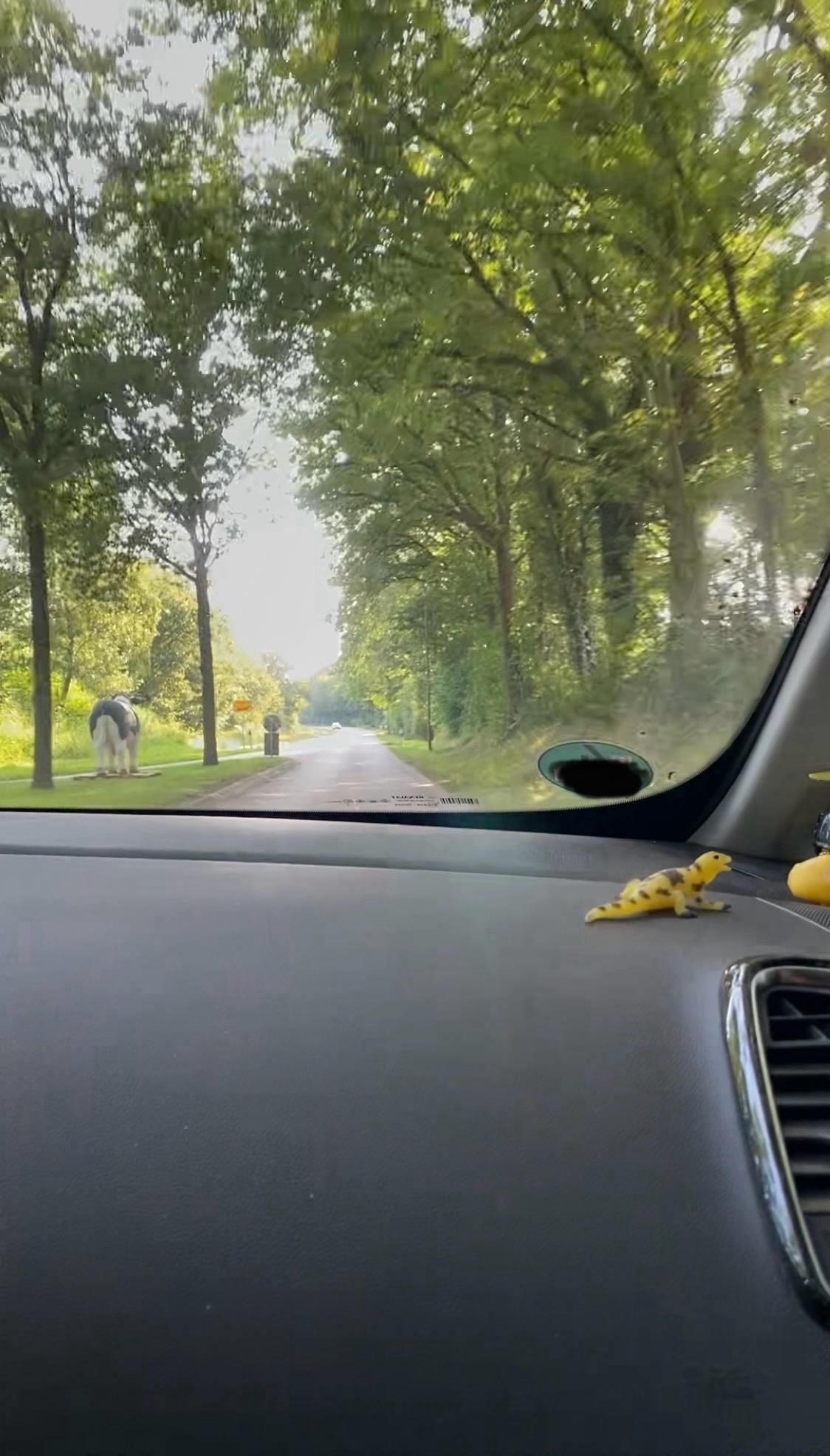 Ortsausgang Wacken aus dem Auto heraus