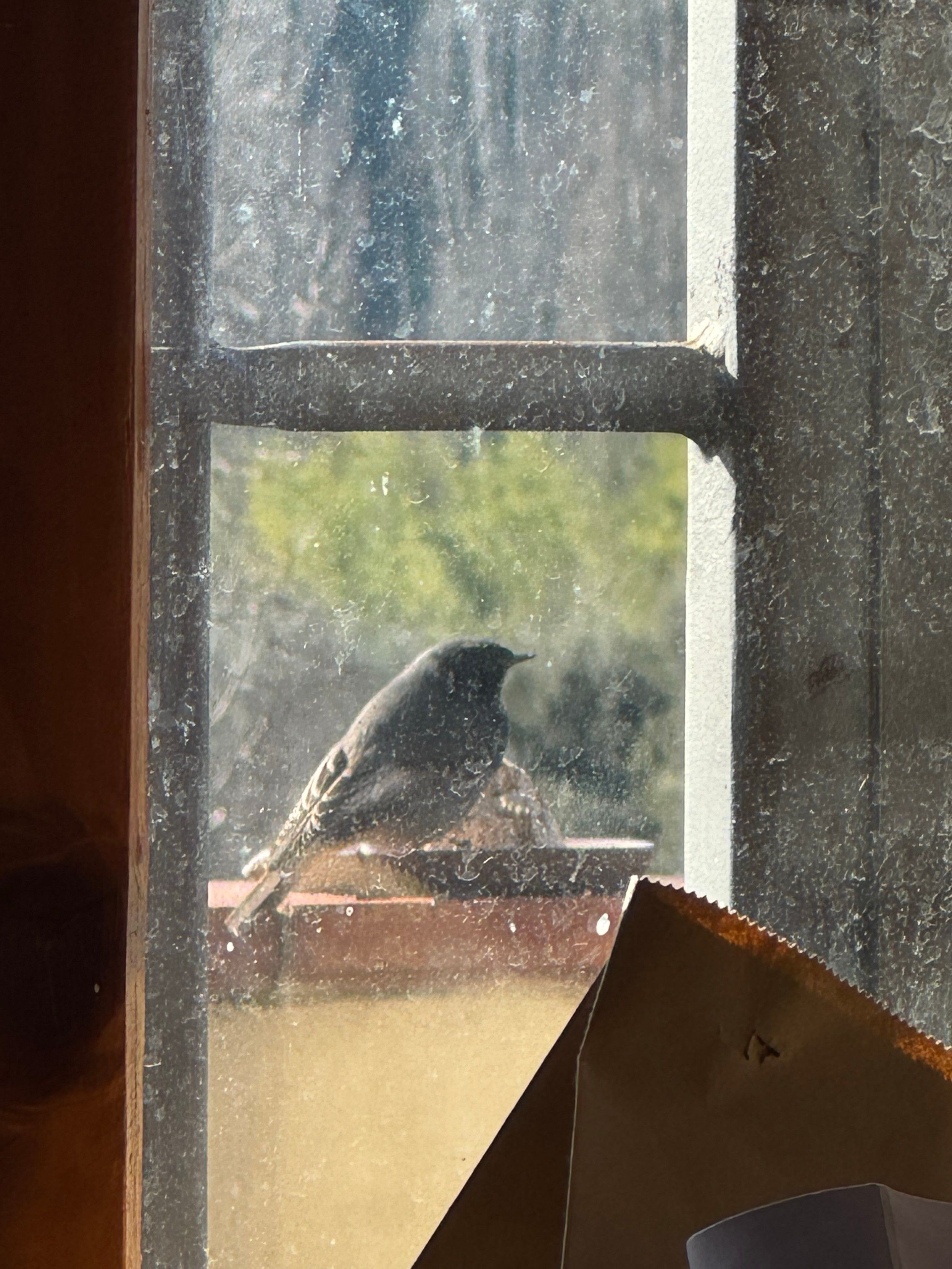 Foto attraverso un vetro tutto macchiato dalla pioggia, di un codirosso spazzacamino maschio che becca dalla palla di grasso e semi che ho posizionato sul muretto del balcone. 