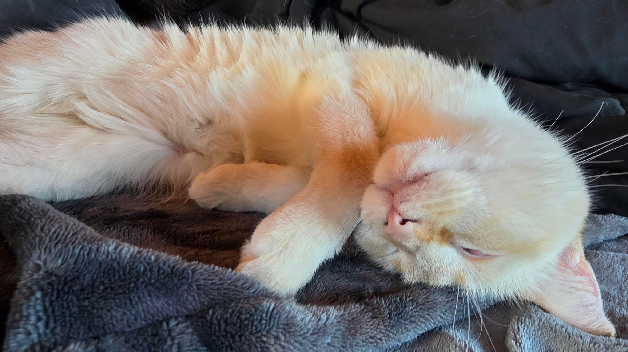 A white cat stretched out on a blanket with her head upside down