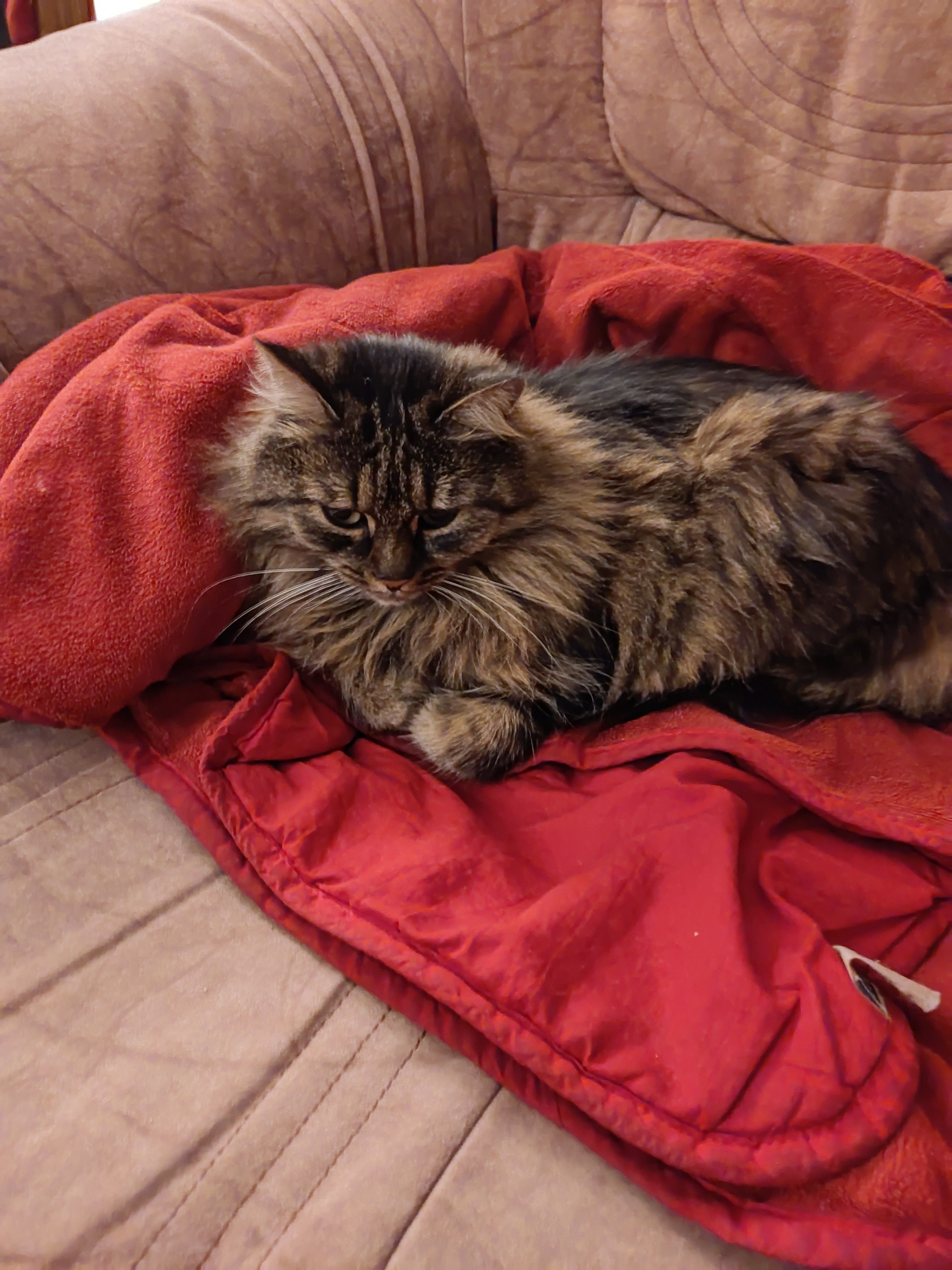 Gatta languidamente appoggiata in posa principesca su coperta rossa 