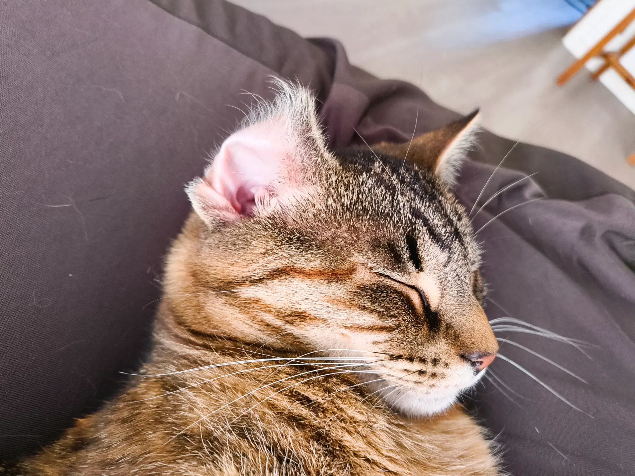 tofu's ear is curled up