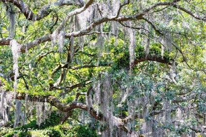 Whispers in the Canopy

"A quiet grove of ancient trees stands beneath a soft, overcast sky. Their gnarled branches stretch outward like open arms, heavy with long, silvery strands of Spanish moss that sway gently in the breeze. The moss hangs in delicate curtains, trailing from limb to limb like nature’s lace—soft, ghostly, and ethereal. The trees themselves are thick and weathered, their bark textured with age and memory. Light filters through the canopy in muted patches, casting a dreamlike glow on the forest floor below. The air feels still, almost reverent, as if the moss has muffled sound itself. It’s a place that seems suspended in time—haunted not by fear, but by beauty." - Copilot