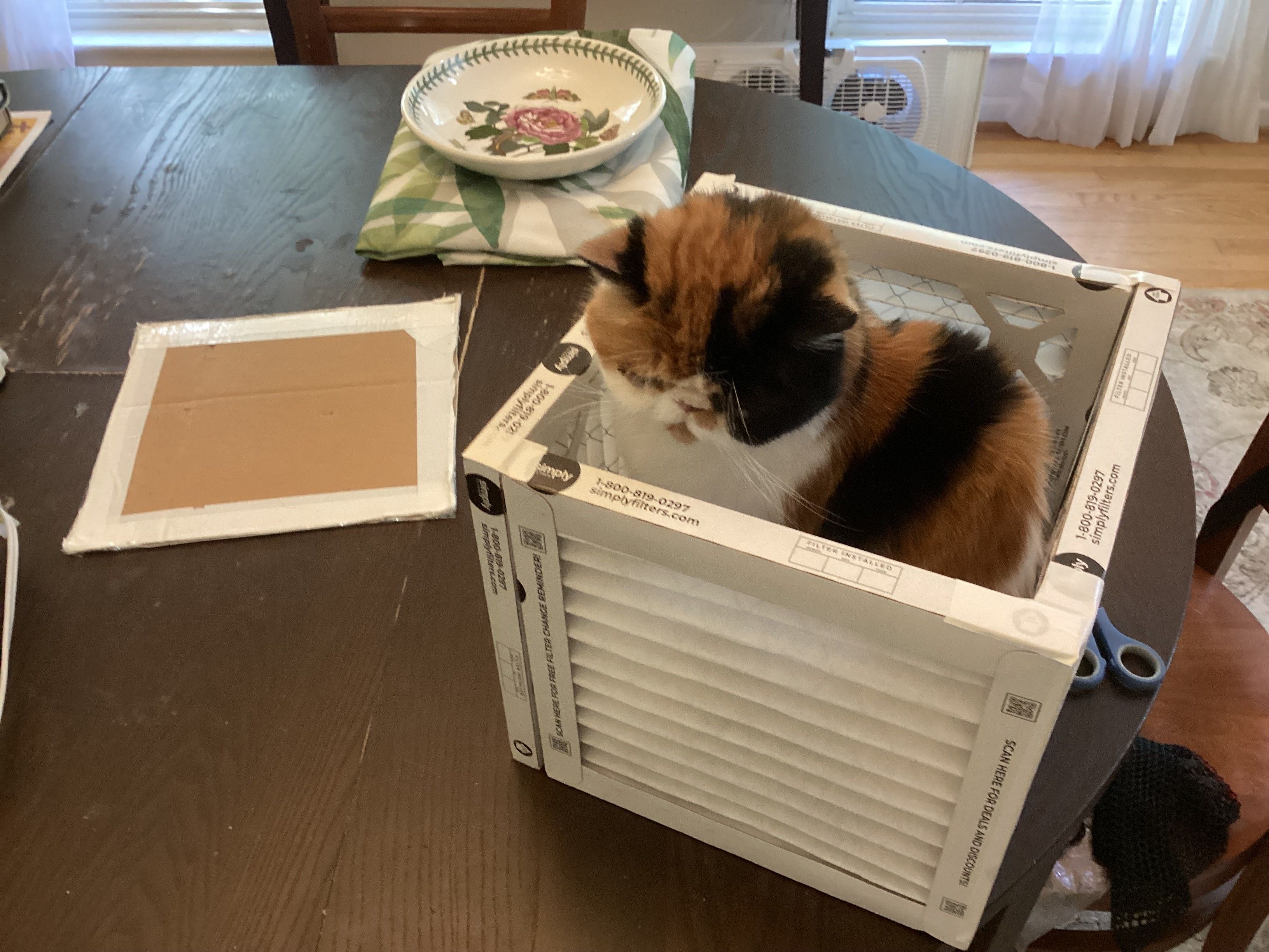 A little Calico cat, looking down, is sitting inside the four filters of a partially completed Corsi-Rosenthal Box. It’s a tight fit because this is a small version, using 10-inch square filters. The future bottom of the unfinished box and some scissors are on the table. You  can also see a bowl and folded tablecloth on the table in the background, revealing that the cat is on the dining room table, which is theoretically not allowed.