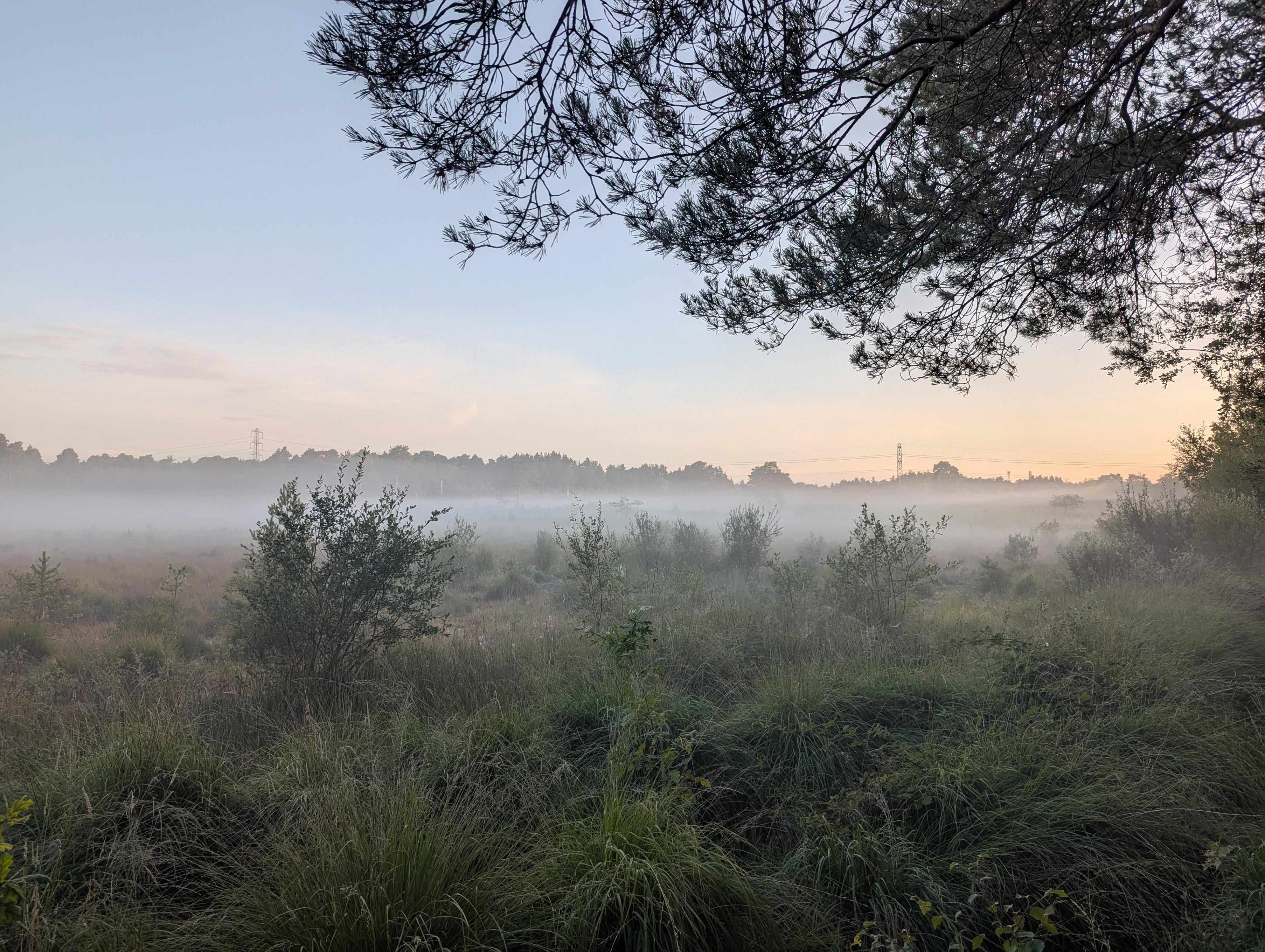 Countryside scene featuring a layer of thick mist hanging over a marshy area. Beyond is a woodland, two power towers poke up above the treetops. 