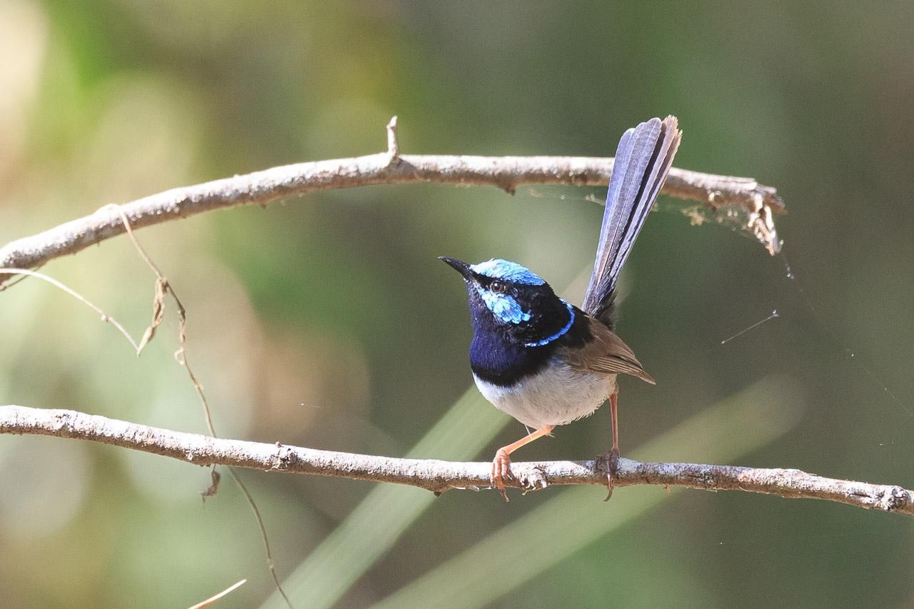 A male Superb Fairywren on a small branch. It has its tail up and head turned to the left of frame. Its head is black with light blue cap, cheeks and neck stripe. Its throat is covered in what usually look like black feathers, but in the sun you can see they refract blue. Belly is white and wings brown. Tail is blue as well. 