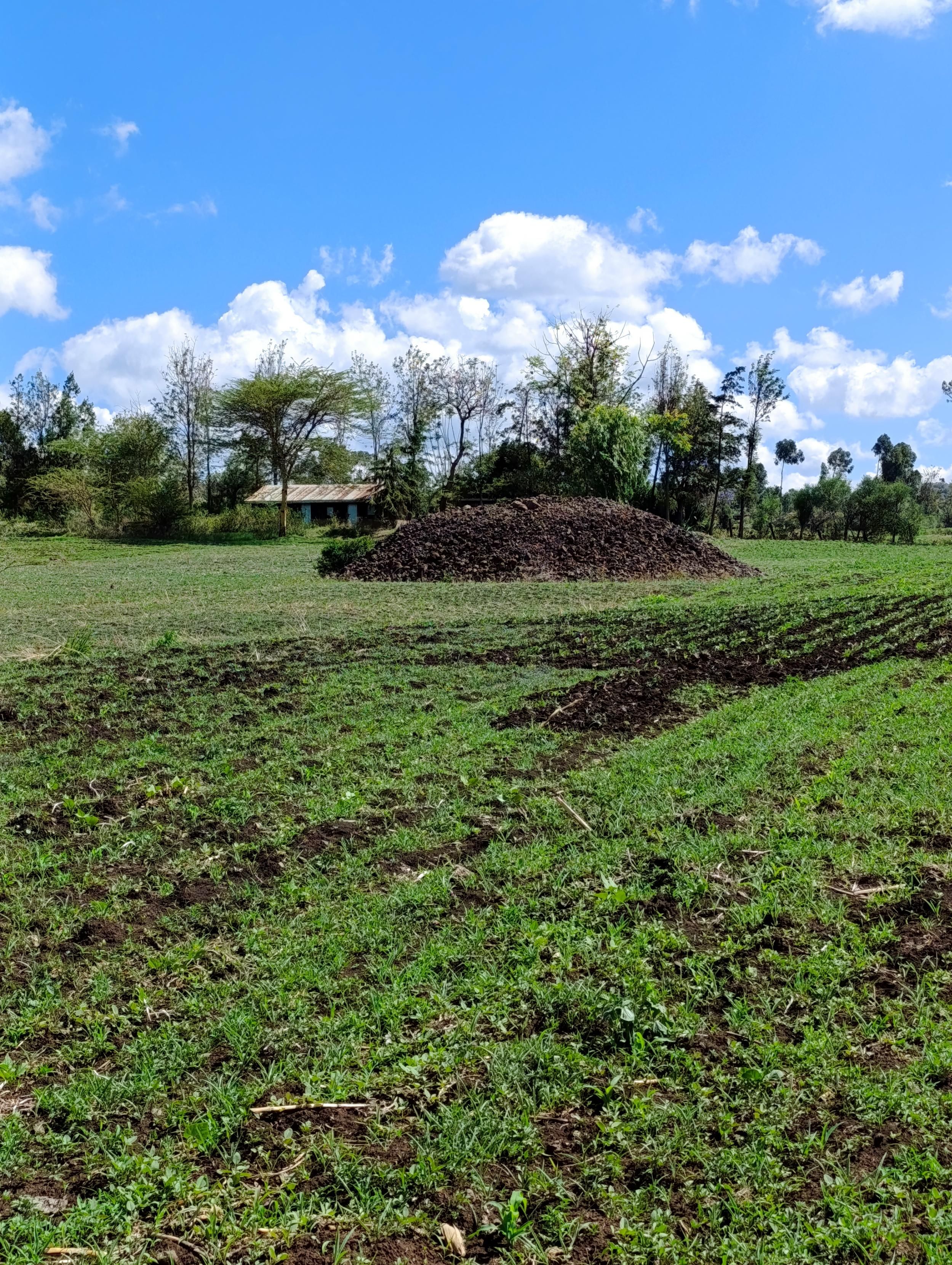 Beans planted in Ntugi, part of the meru county where they wilter due to lack of rain.  
