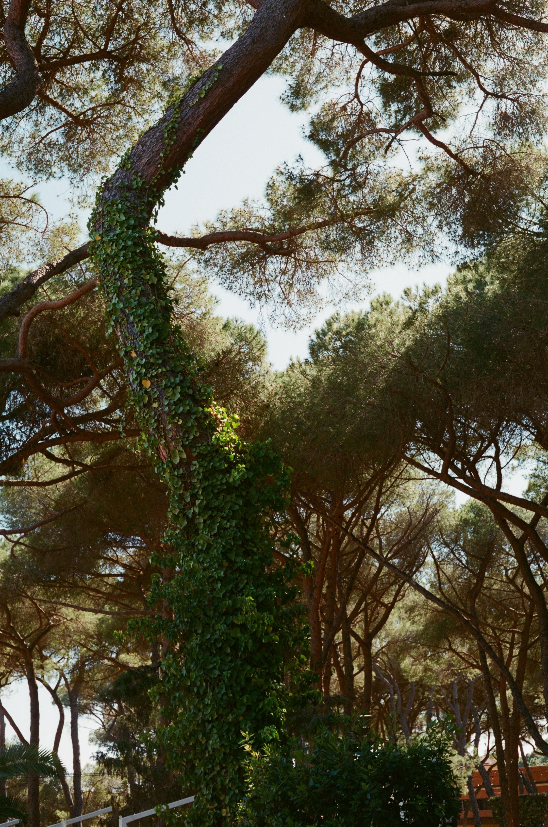 A tree covered in a climbing plant, sunlight hitting its side.