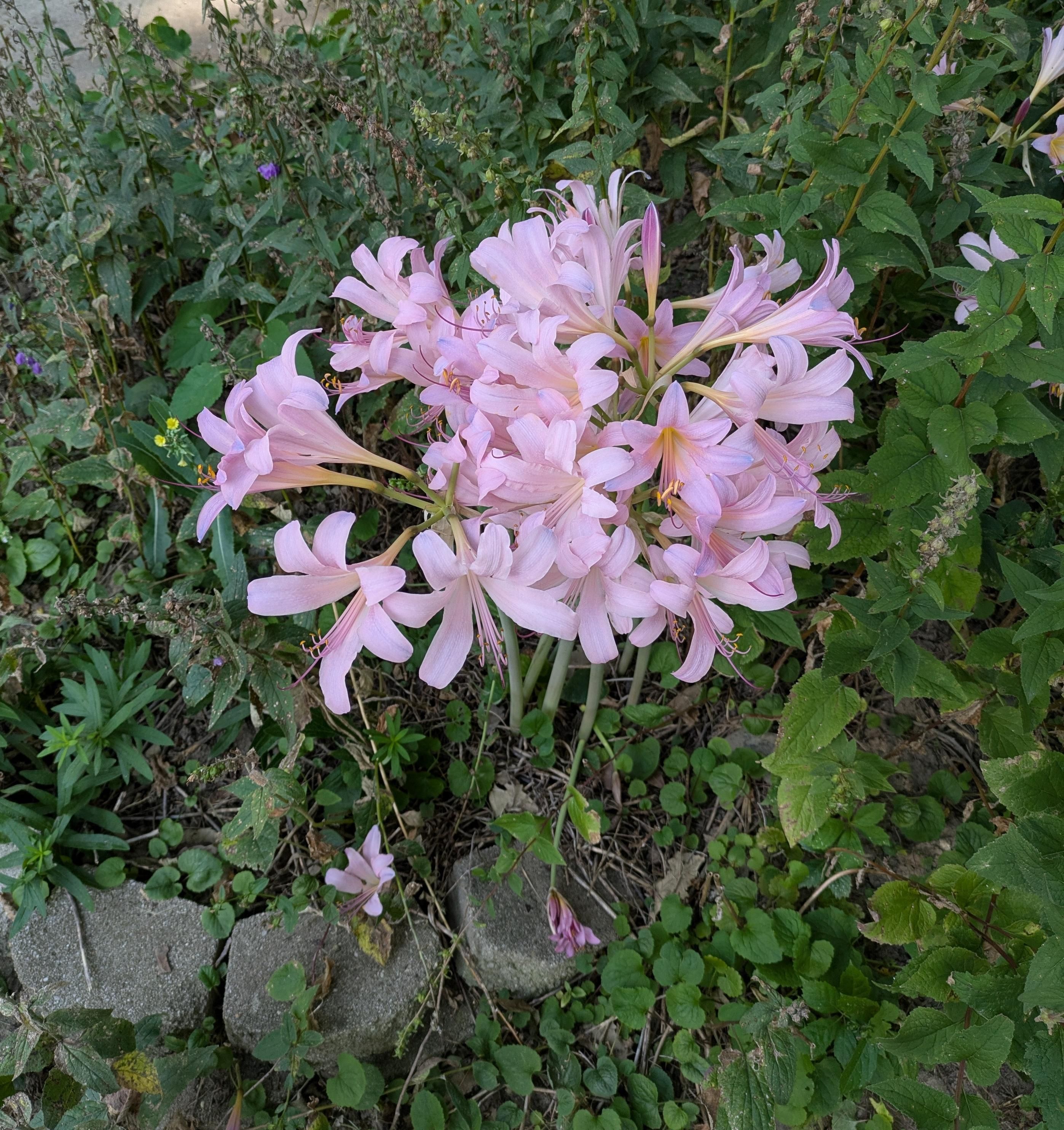 A cluster of a dozen or so pink lilies against a background of green foliage.  The flowers are a very delicate shade of pink, which I love.  
