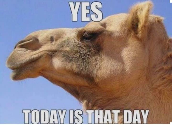 The camel says it's Wednesday
