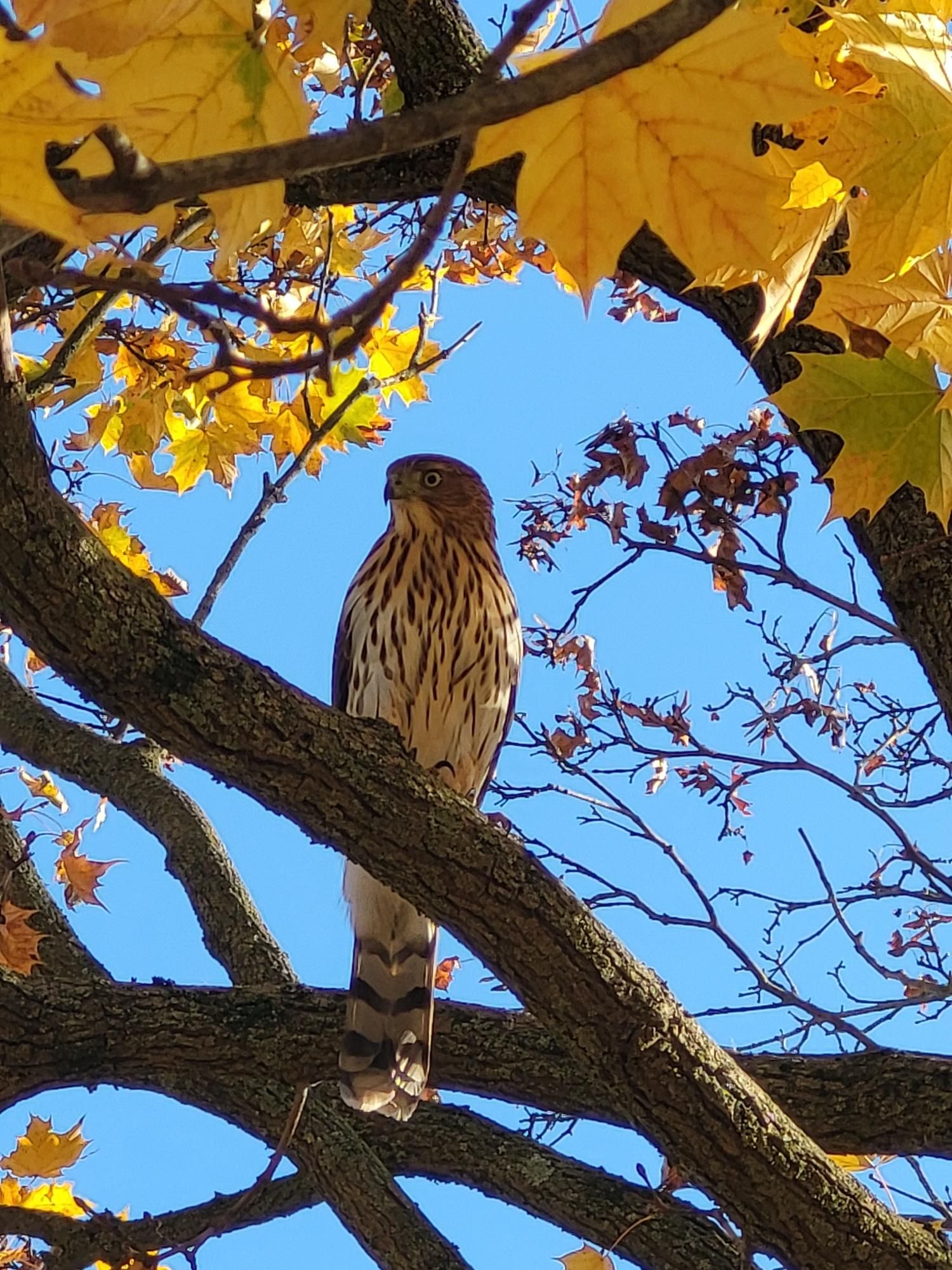 A Cooper's hawk perched on a tree limb. The viewer is looking up at it and there are yellow maple leaves across the top. A bright blue sky adds the background. The hawk is looking to the left.