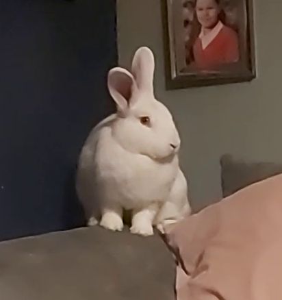 A white rabbit called violet sitting on the edge of a sofa, surveying her surroundings.