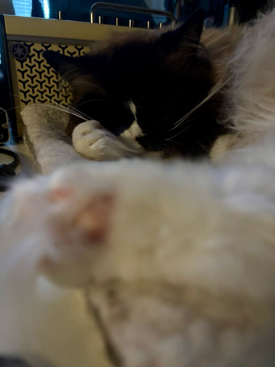 My cat in a sleeping state with Dali-esque whiskers that have been forced upwards due to his position. 