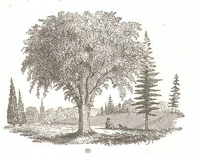 Illustration 80 from Asa Gray's Elements of botany (c.1890) with author(?) sitting under an American Elm tree with his dog. 