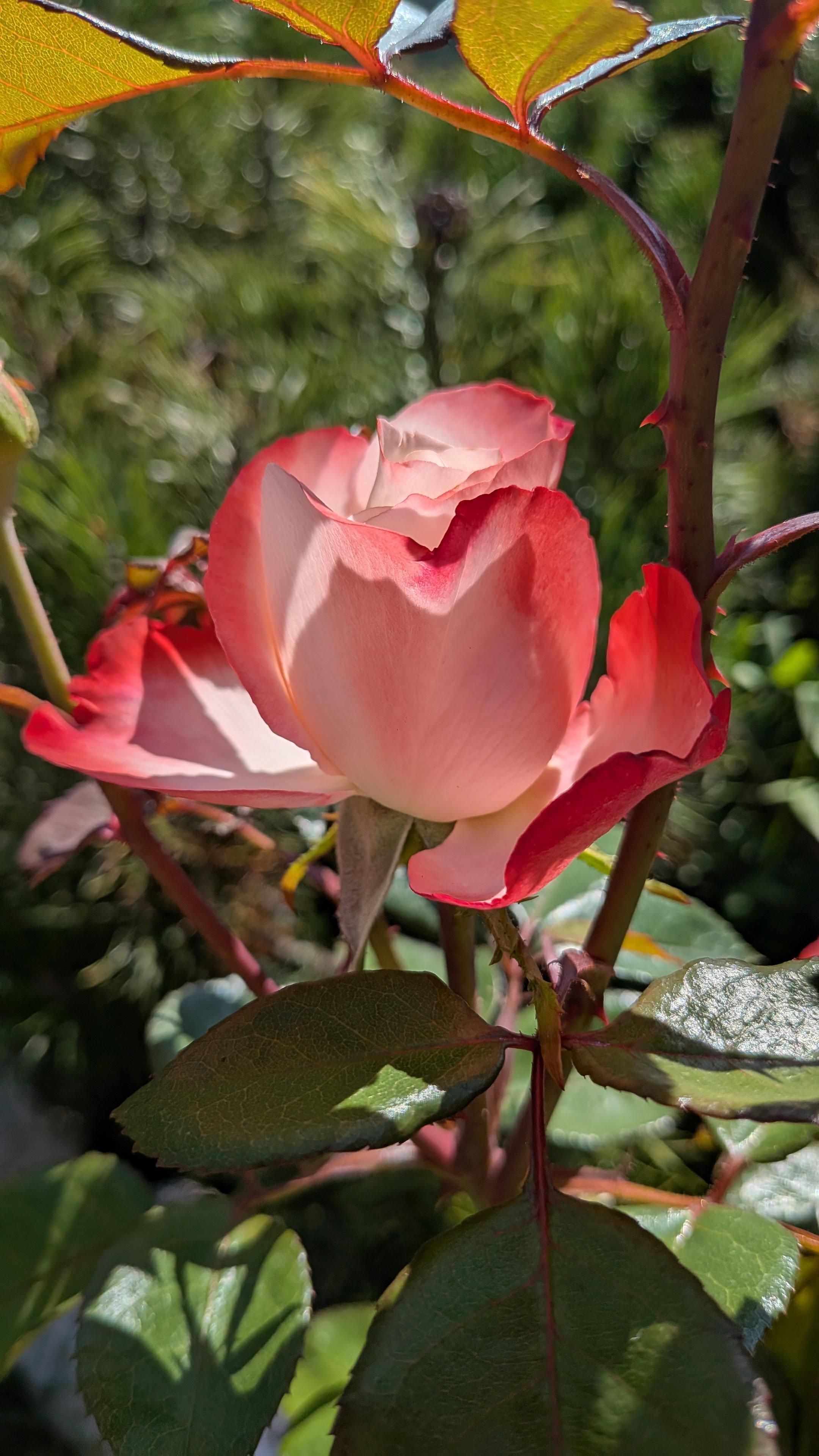 Foto di una rosa Nostalgie