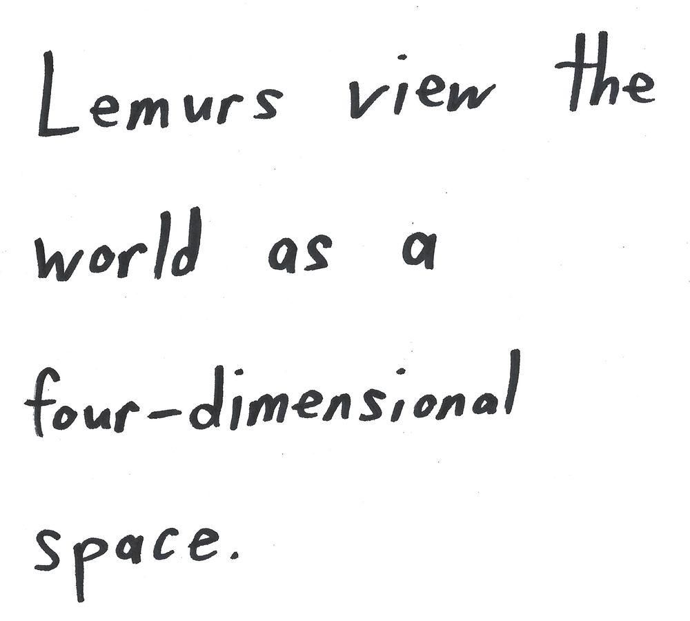 Lemurs view the
world as a
four-dimensional
space.