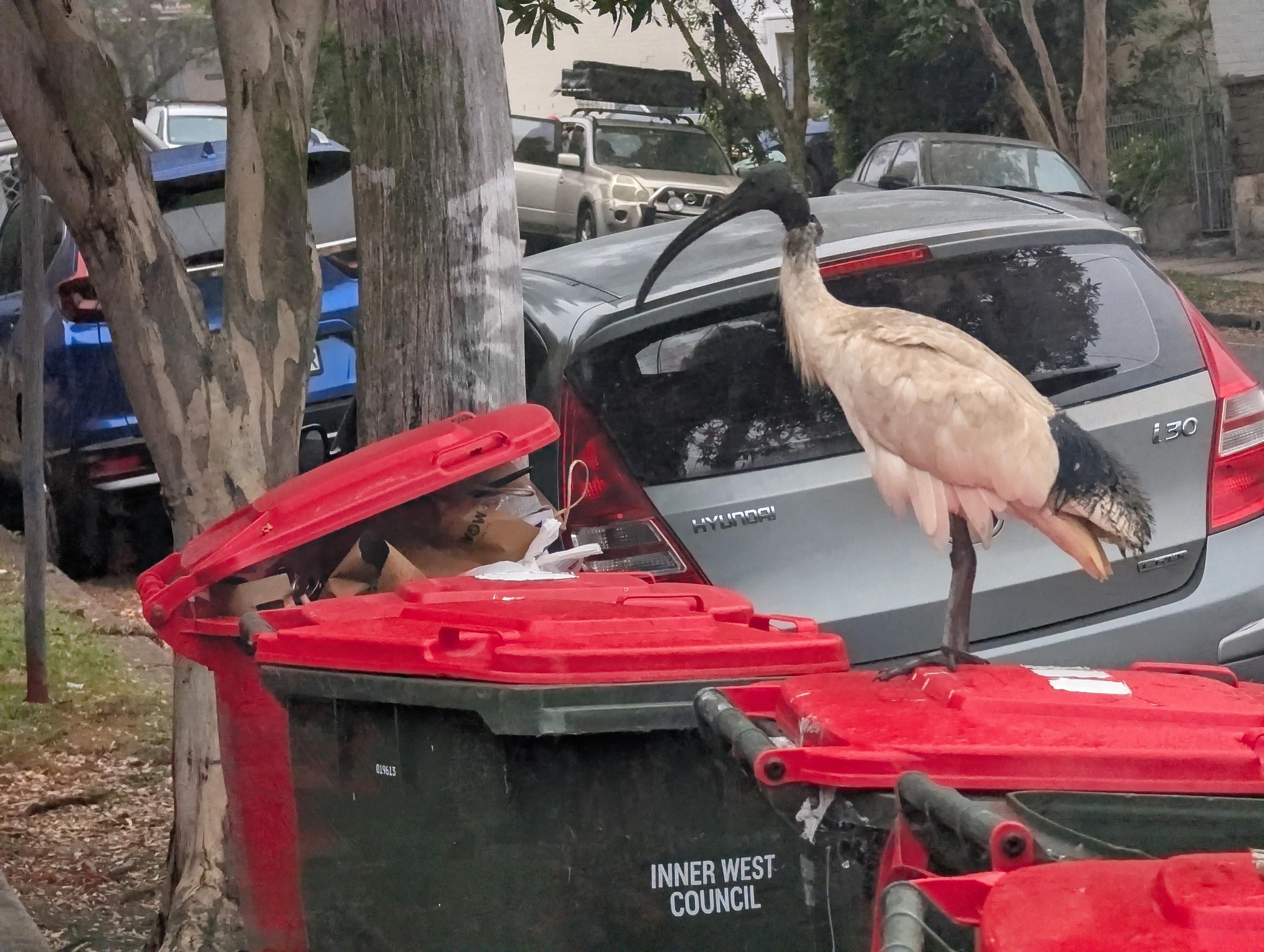 The king of bins, the bin chicken standing proud and dirty on a red lid bin