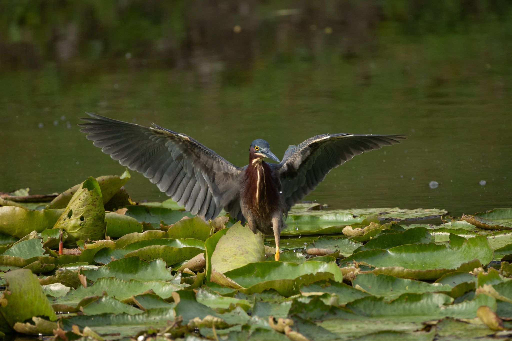 a green heron with wings spread wide as they stand on some bright green lily pads