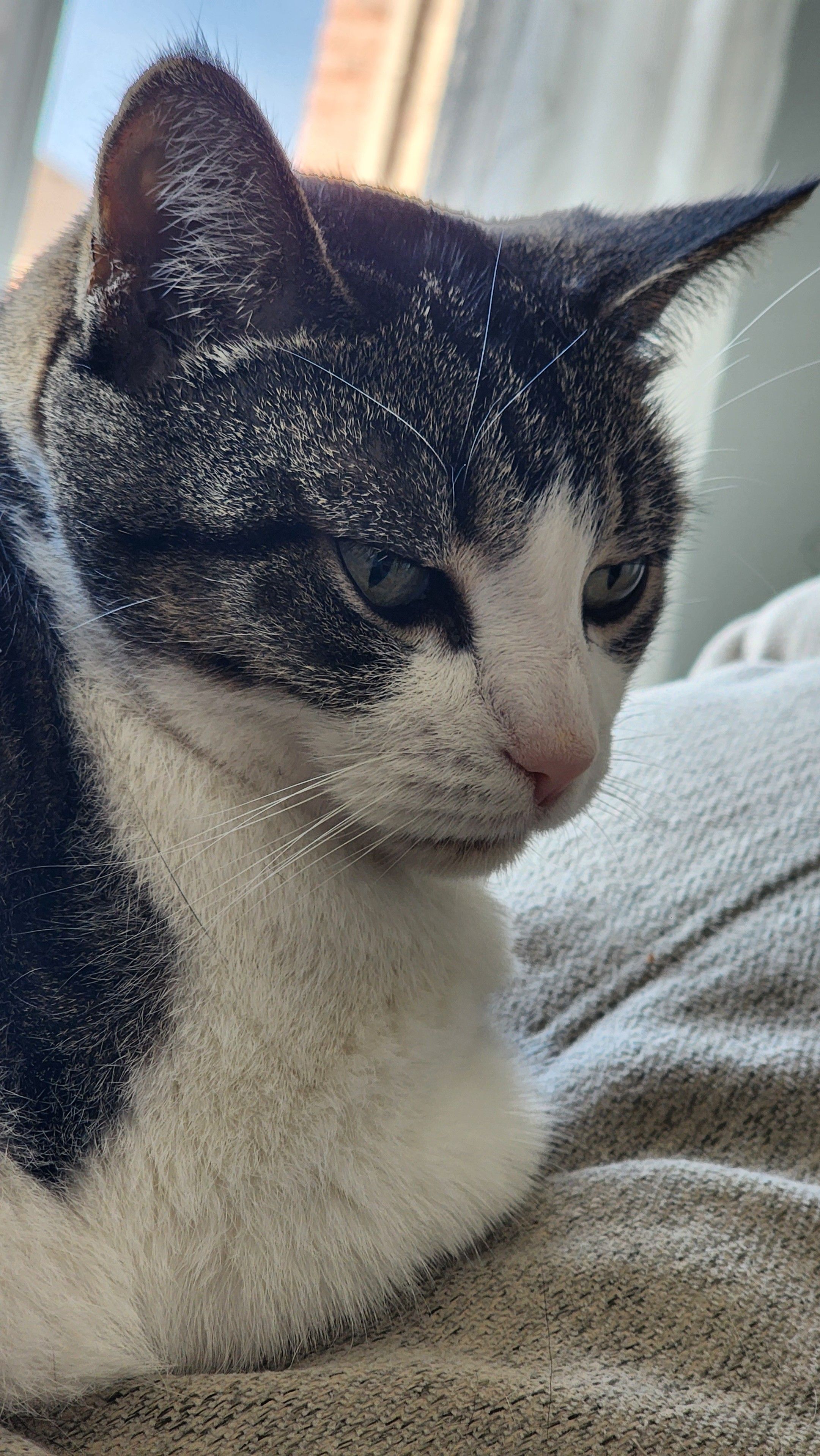 Mia the cat sitting on the back of sofa and looking sideways at me