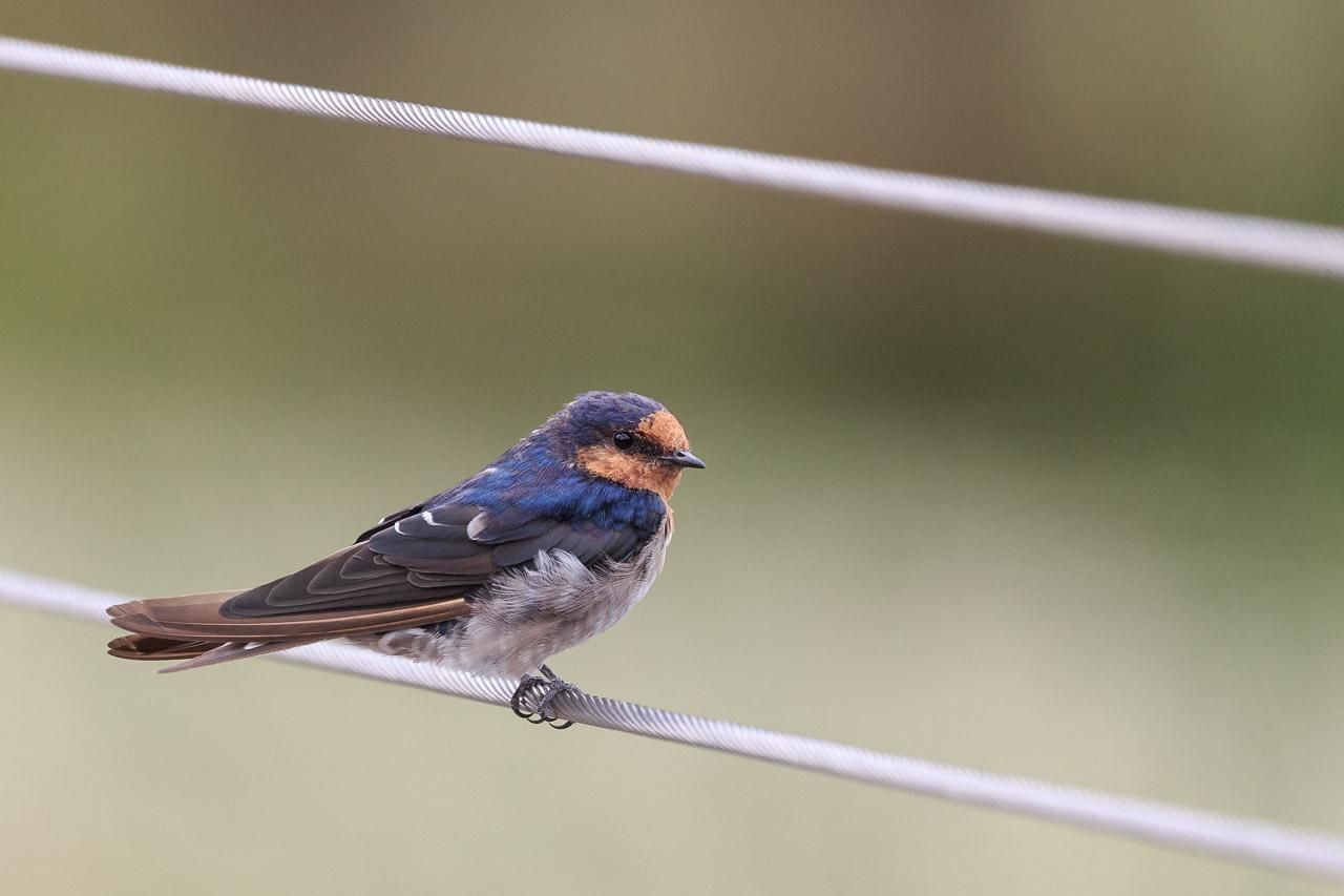 A Welcome Swallow on a wire. It has a russet face, deep blue cape and cape, grey-white belly and brown tail feathers. 
