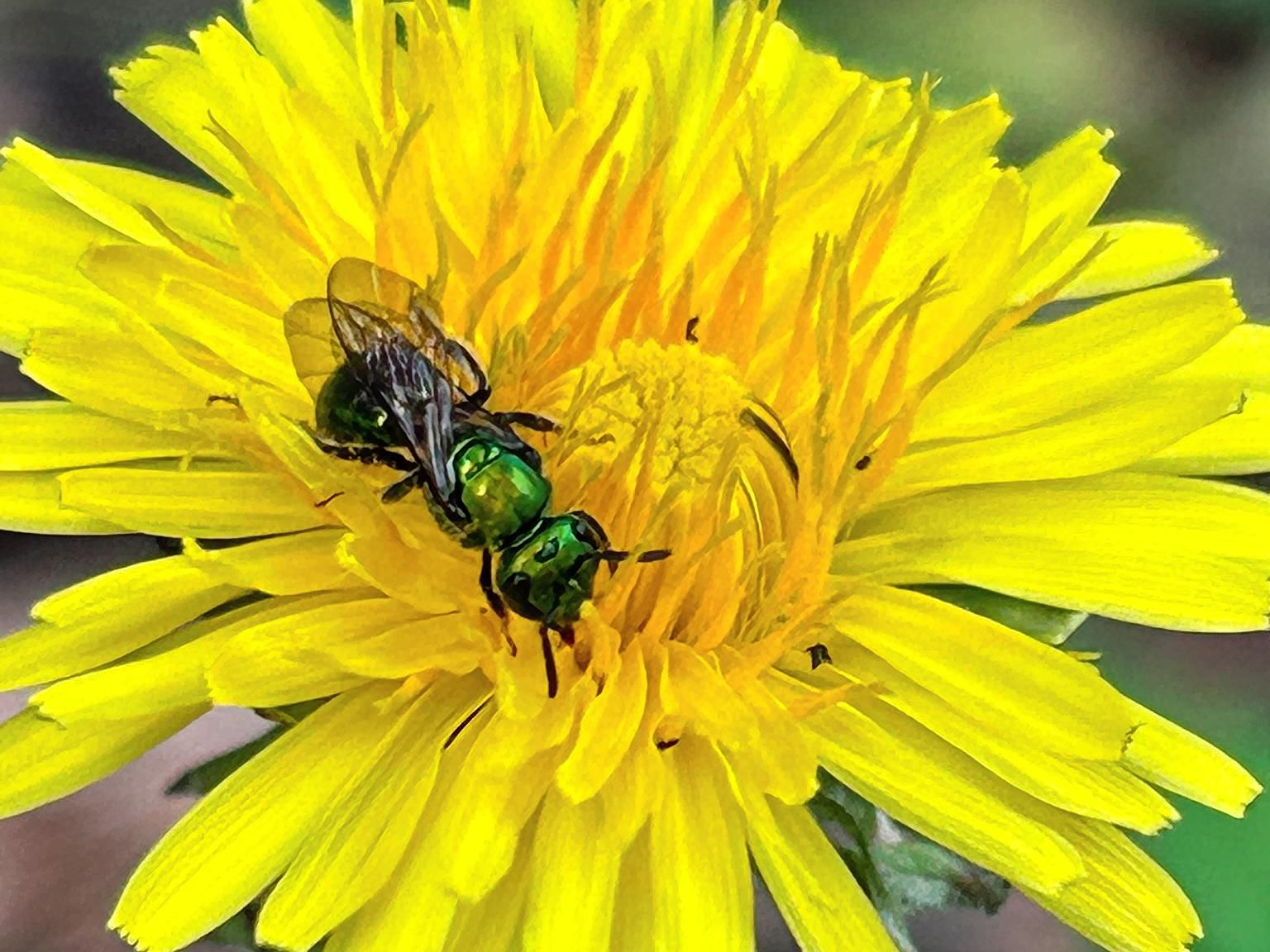 Closeup of a shiny metallic green bee perched on a dandelion flower, seemingly looking towards the camera.