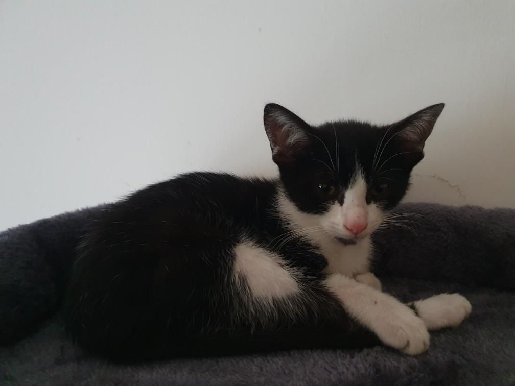 La chatonne noire et blanche qui est en bonne santé, toute aussi maigre, allongée sur une plateforme d'arbre à chat. Elle a l'air fatiguée.