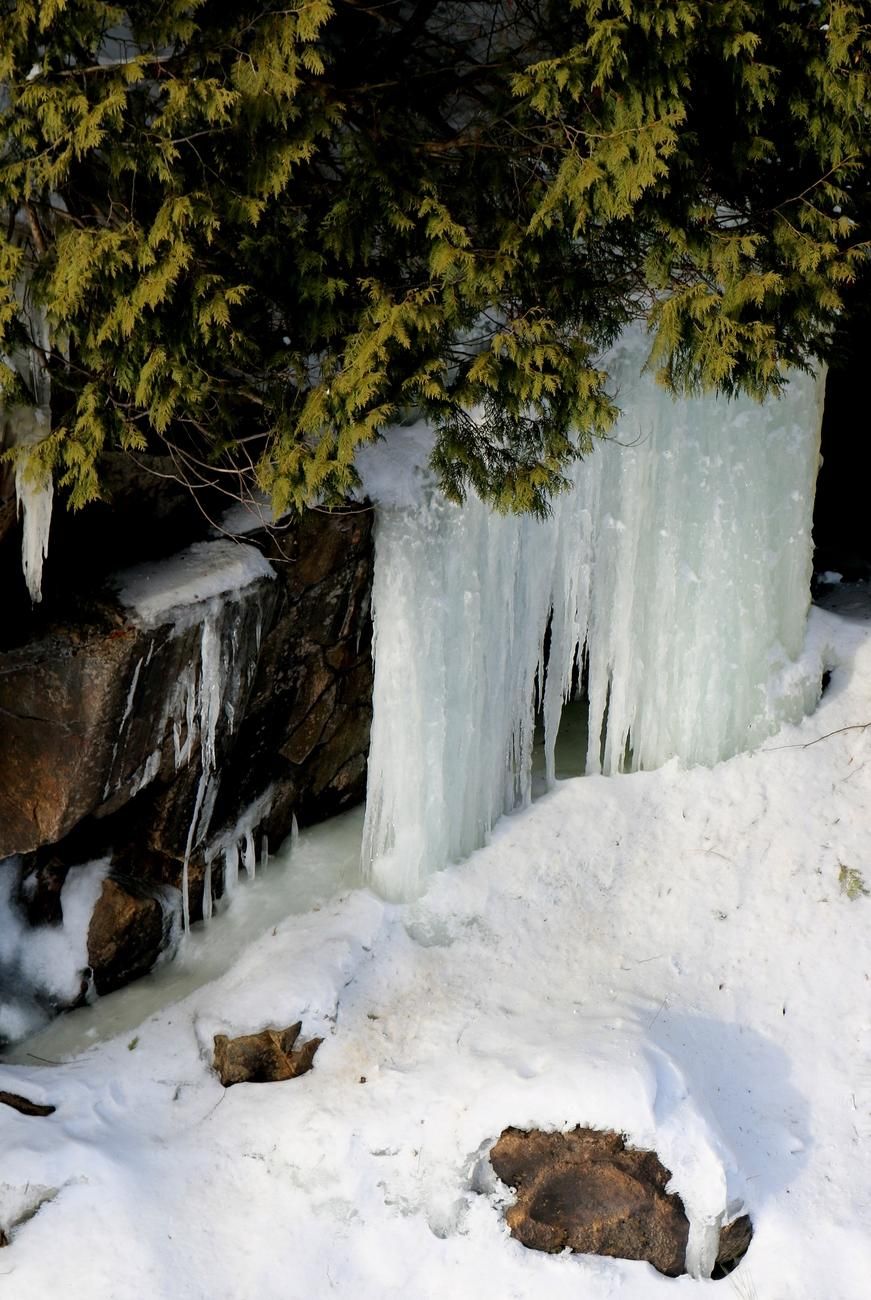 Photograph of ice formed by a small stream flowing over a rock, freezing on contact with the air and forming large, slightly greenish white icicles on bluish white snow, under the green foliage of cedars.

Photographie de la glace formée par un petit ruisseau s'écoulant sur un rocher, gelant au contact de l'air et formant de grands glaçons blancs un peu verdâtres sur de la naige blanche, sous le feuillage vert de cèdres.