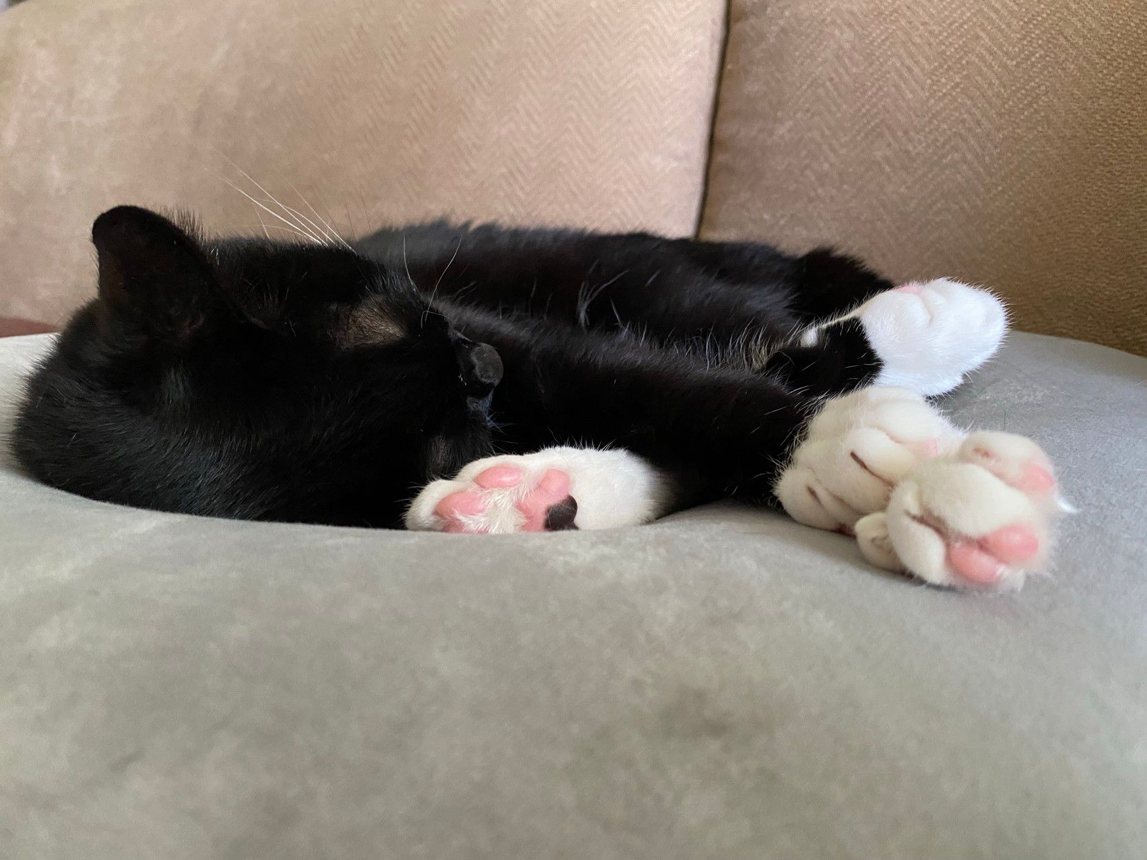 A sleeping black and white cat is curled up on a soft surface, with its paws visible and resting comfortably.