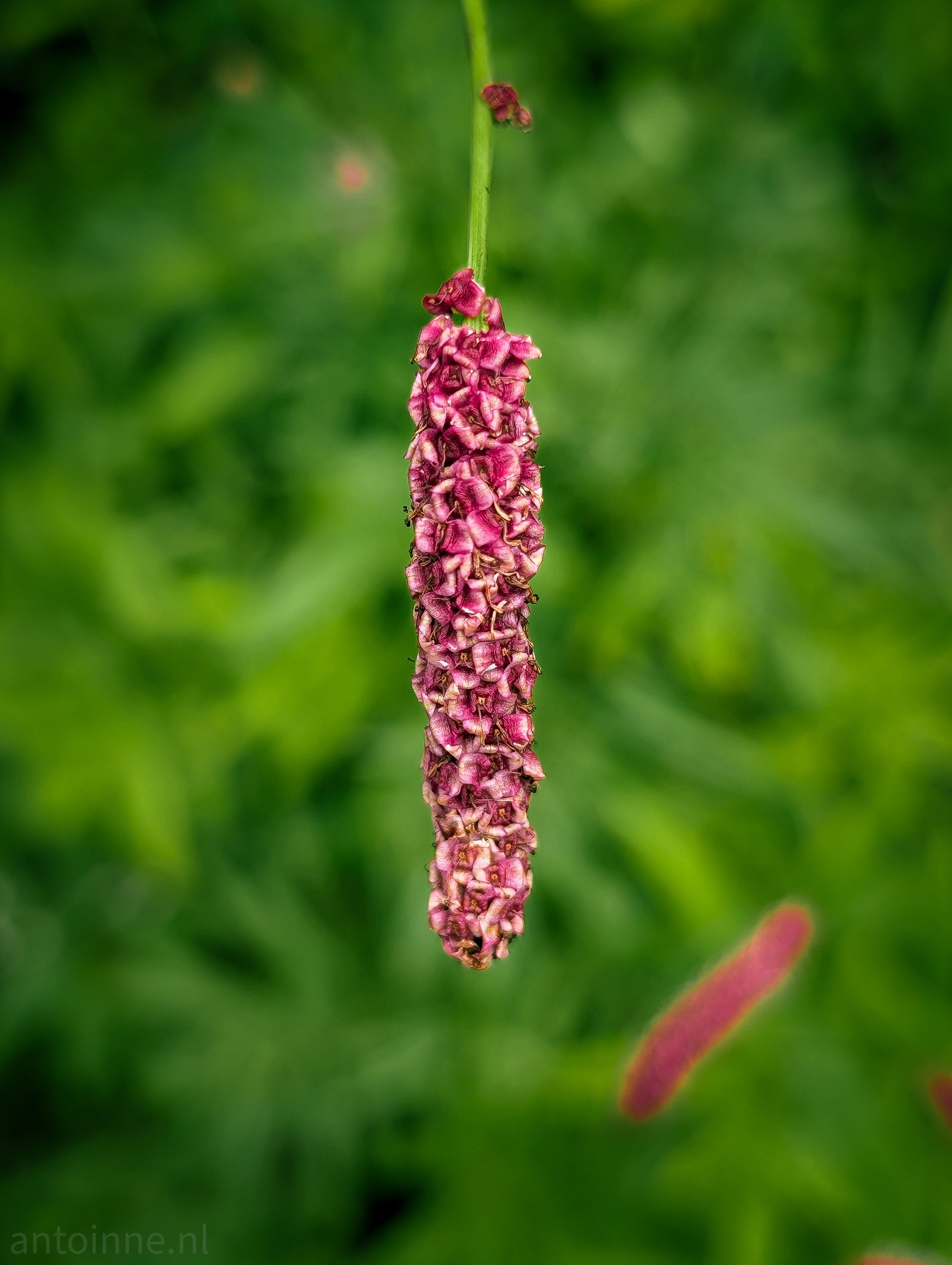 A single flower stalk hanging from the top of the frame. The flower is an elongated, cylindrical shape composed of many small, densely packed blossoms in shades of deep pink and maroon. The texture of the blossoms appears slightly fuzzy or spiky. The stem from which it hangs is a thin, green stalk. The background is a soft, blurry green, suggesting foliage out of focus. There is another blurred, reddish-pink object, visible in the lower right corner, also out of focus. 