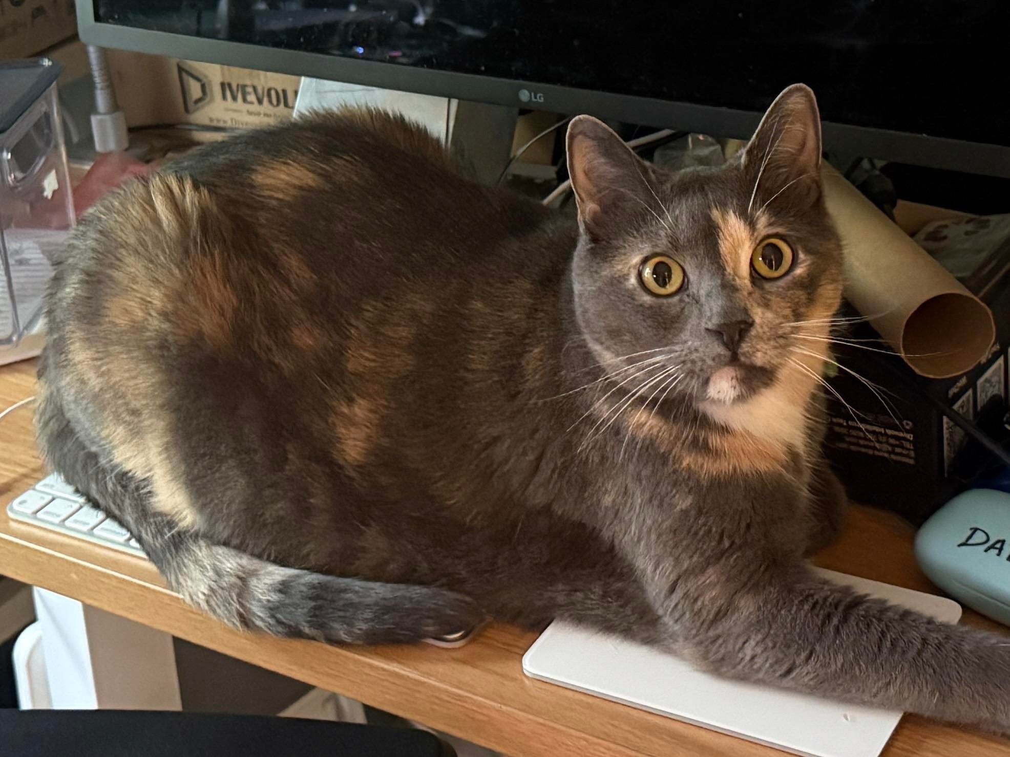 Admiral Grace, my large gray cat, sitting fully on top of the Bluetooth keyboard linked to a my laptop and placed in front of the monitor and laptop dock. She is looking at me, unapologetic. 