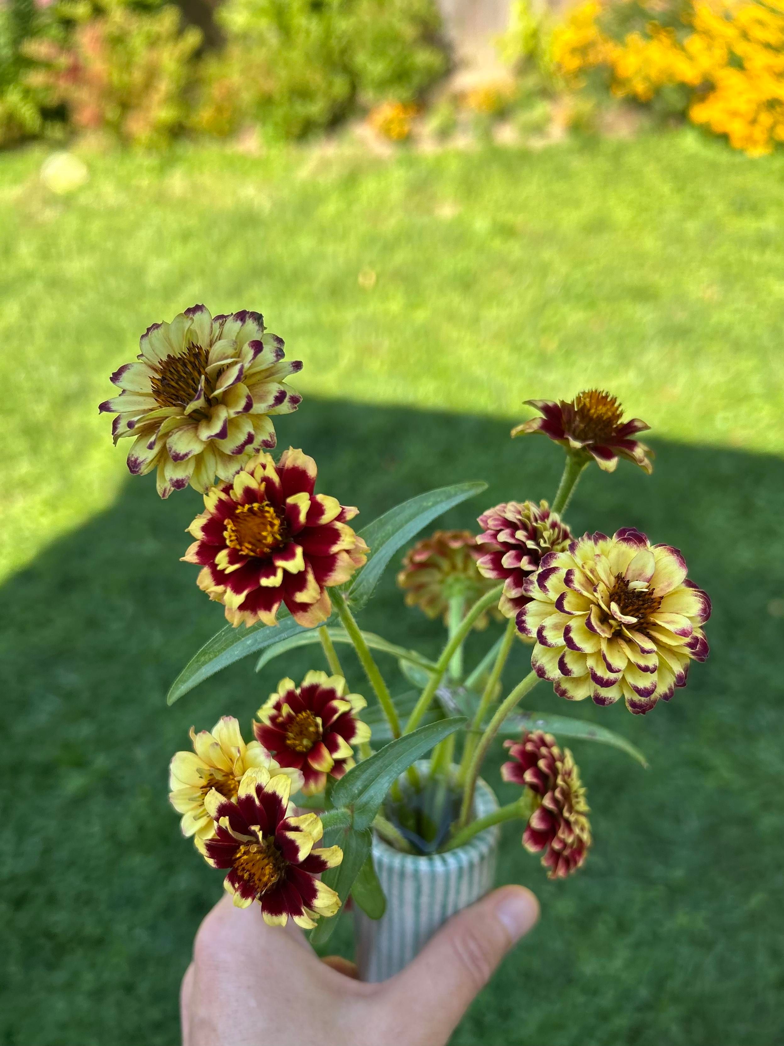 A bunch of 9 crimson and yellow variegated zinnia flowers, shown against a sunlit green lawn, with a row of yellow flowers in the background.