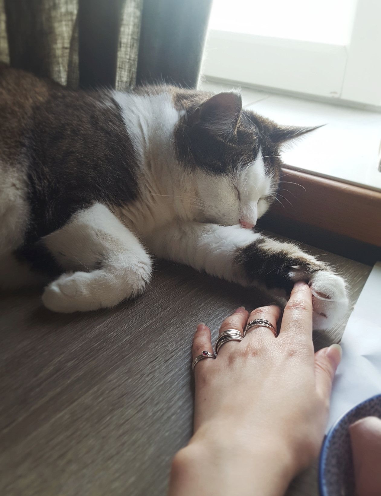 A lovely and calm photo of a classic tabby cat with a white face, paws and tummy napping on a desk in front of a window sill and curtains, soft light slinking in from the window behind him. He seems otherwise quite lost to the nap, but the disembodied human hand reaching to place its pointer finger into his paw, which is thus gently curled around that pointer, proves that he is only half napping and is fully ready to hold hands when induced to. Eyes closed, ears floppy, the other front paw a relaxed noodle shape, he is just very soft and relaxed. The human hand is bedecked with many silver and tiny garnet gemstone rings. All in all there's a wonderful play of lights and shadows on the cat and everything, and the muted colour palette of dark earth tones and a little bit of pink is just nice.
