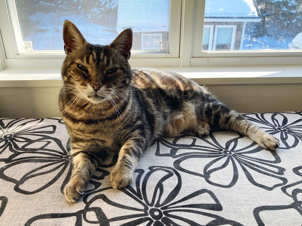 Tabby cat lounging on a taupe upholstered bench with a black linear flower design. He's looking at the camera, in front of a window with the sun streaming in.