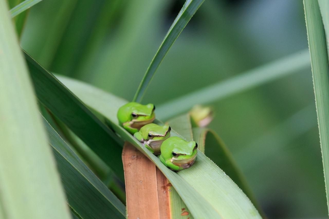 Three small green frogs, nose to tail in a row on a reed leaf. 