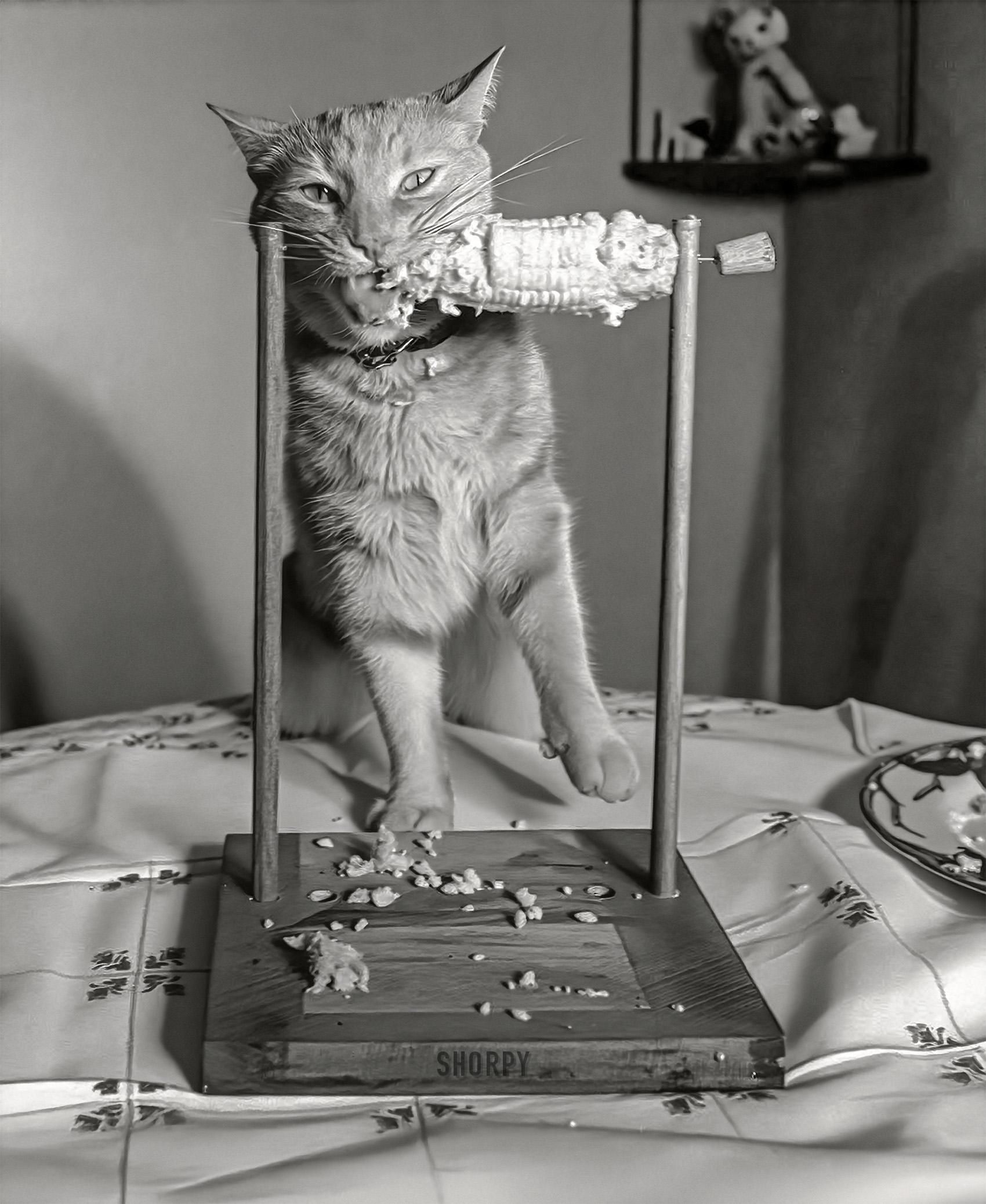  Site description:
July 1951. Los Angeles, California. "Nipper, a two-year-old cat owned by Dorothy Brinn of Hollywood, likes to eat his corn in comfort, so his mistress fixed up this skewer. The cat uses it for about two ears a day, having been a corn addict since his kitten days. Nip likes it best with butter."

B&W photo of a cat eating corn on the cob from a wooden stand.
