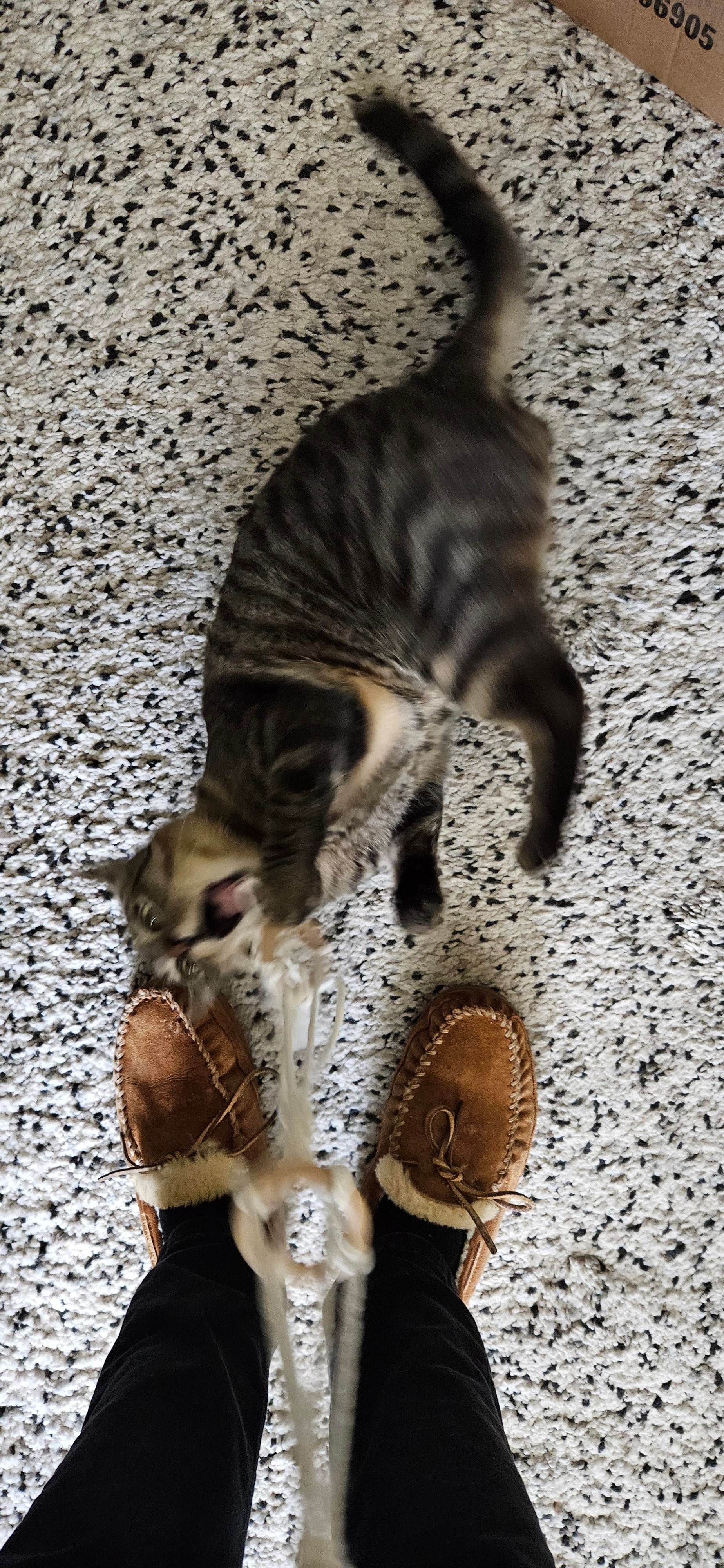 Momo on the floor playing with string, mouth wide open mid bite, blurry and in motion.