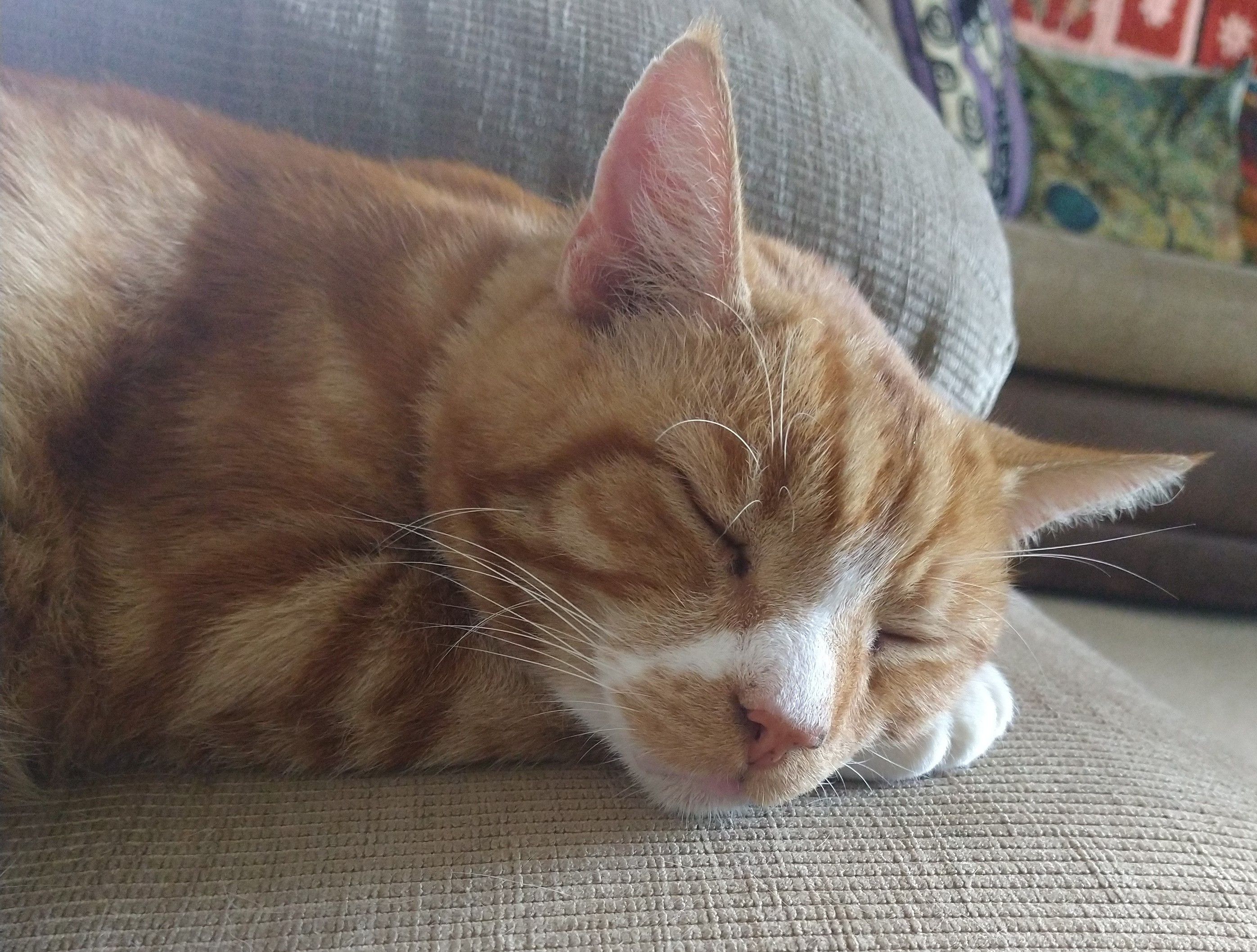 Close up of the face of a ginger and white sleeping cat, his chin is resting on a front paw 