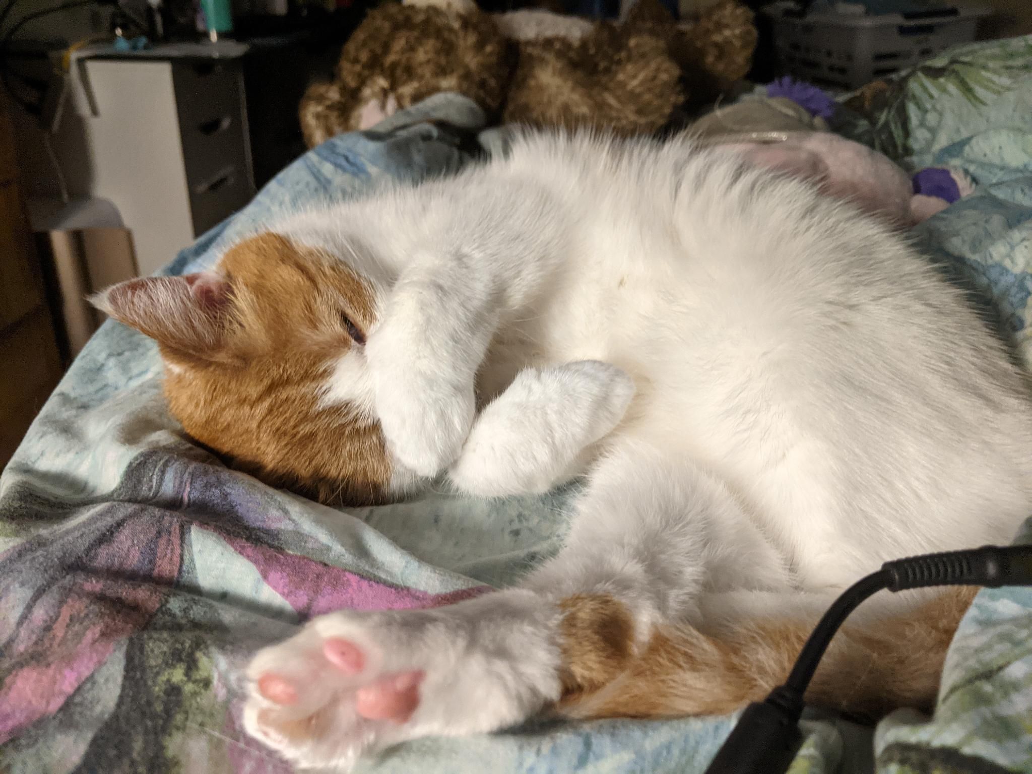 A picture of Queen Felicia, a white and orange shorthair cat, lying on her side with a little paw over her little face. You can see the toe beans on her back foot. I love her.