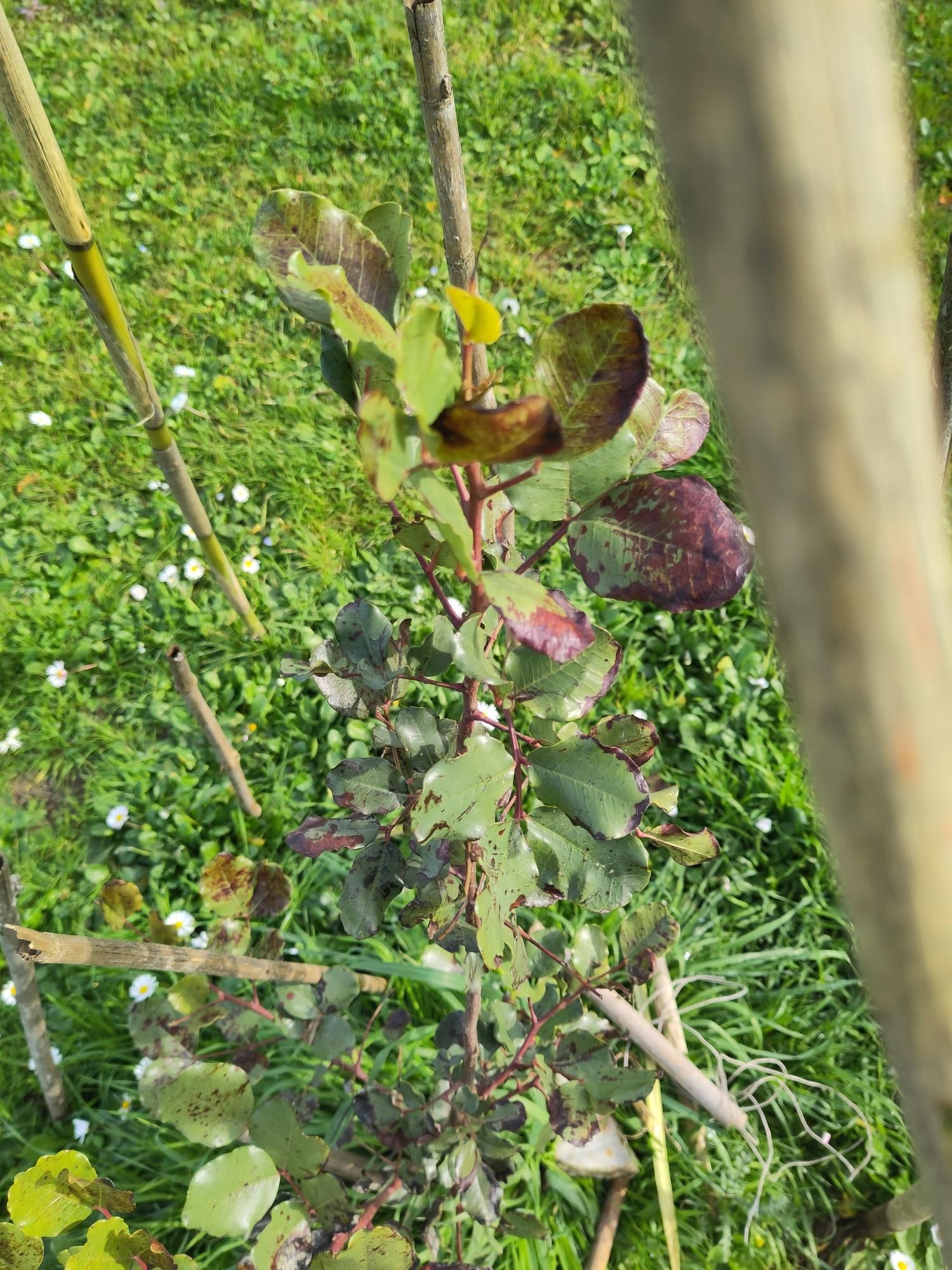 giovane carrubo con le foglie strinate dal freddo e dall'eccessivo umido.